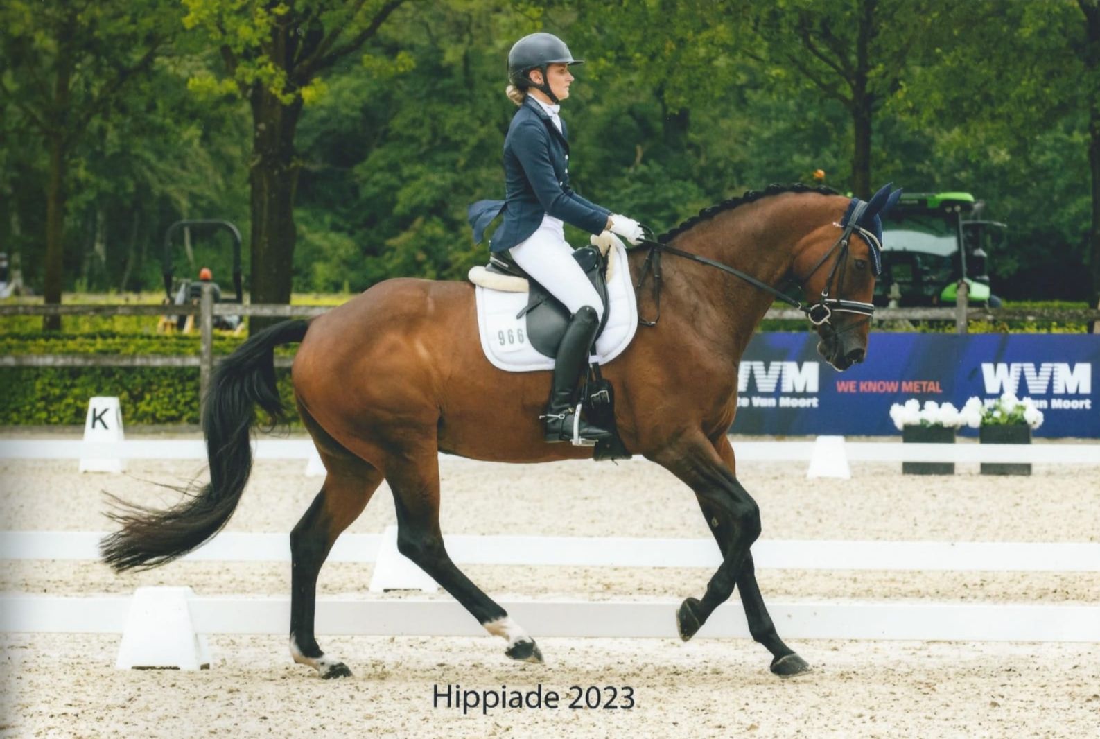 hanovarian dressuurpaard merrie 15 years old bruin for sale - Photo 2