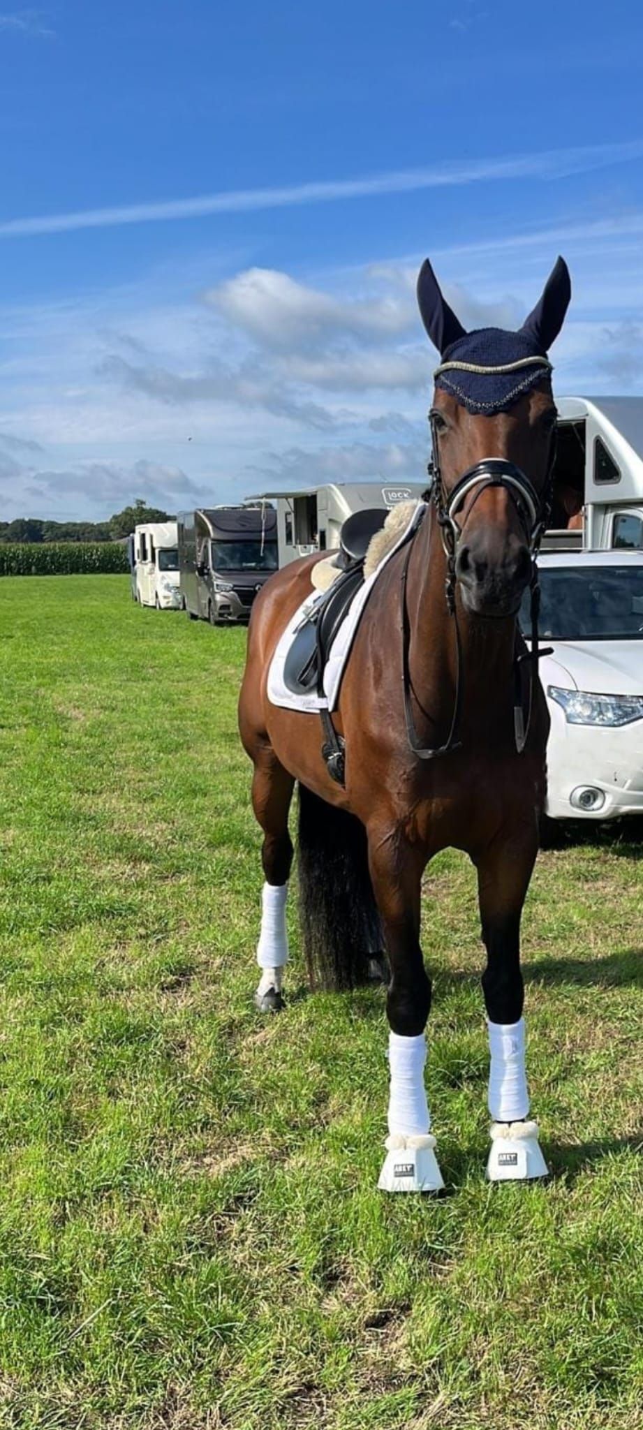 hanovarian dressuurpaard merrie 15 years old bruin for sale - Photo 4