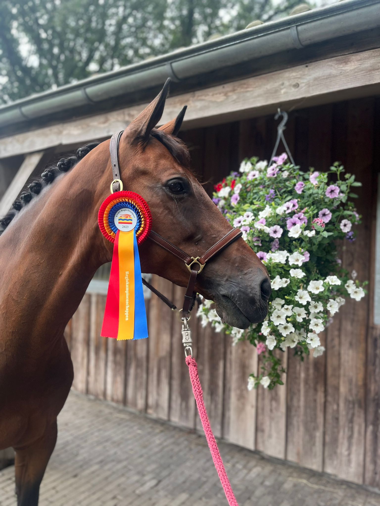 hanovarian dressuurpaard merrie 15 years old bruin for sale - Photo 3