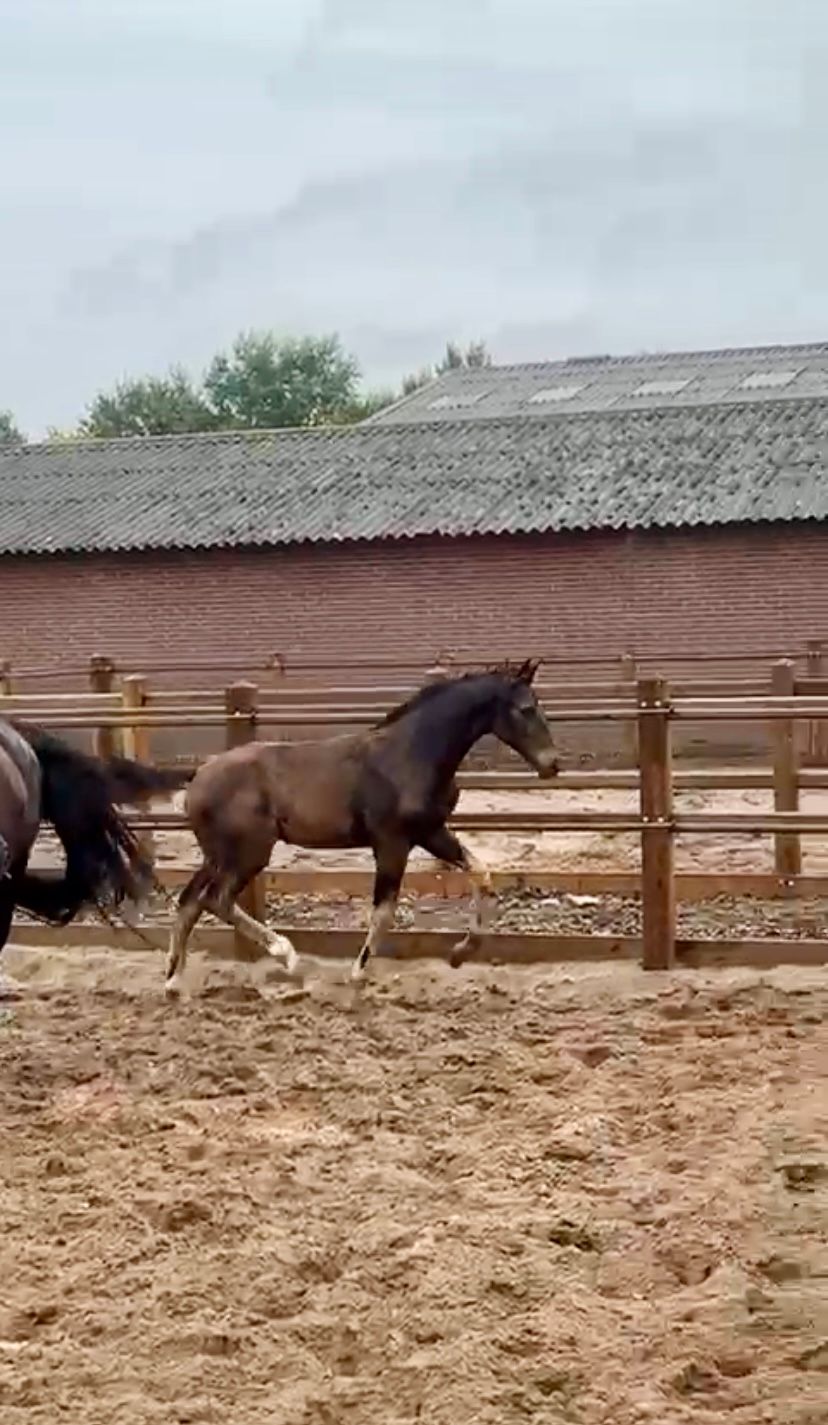 kwpn dressuurpaard hengst 0 years old zwart for sale - Photo 5