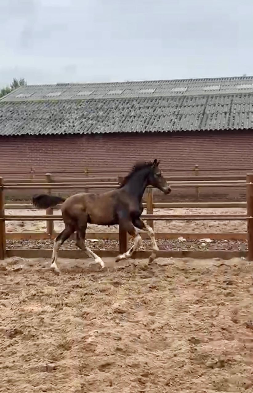 kwpn dressuurpaard hengst 0 years old zwart for sale - Photo 3