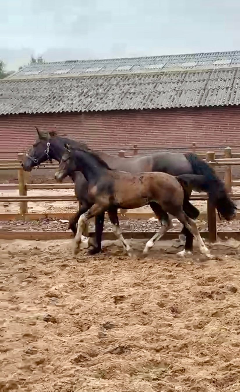 Colt foal Wayan (Denver US x Daily diamond)