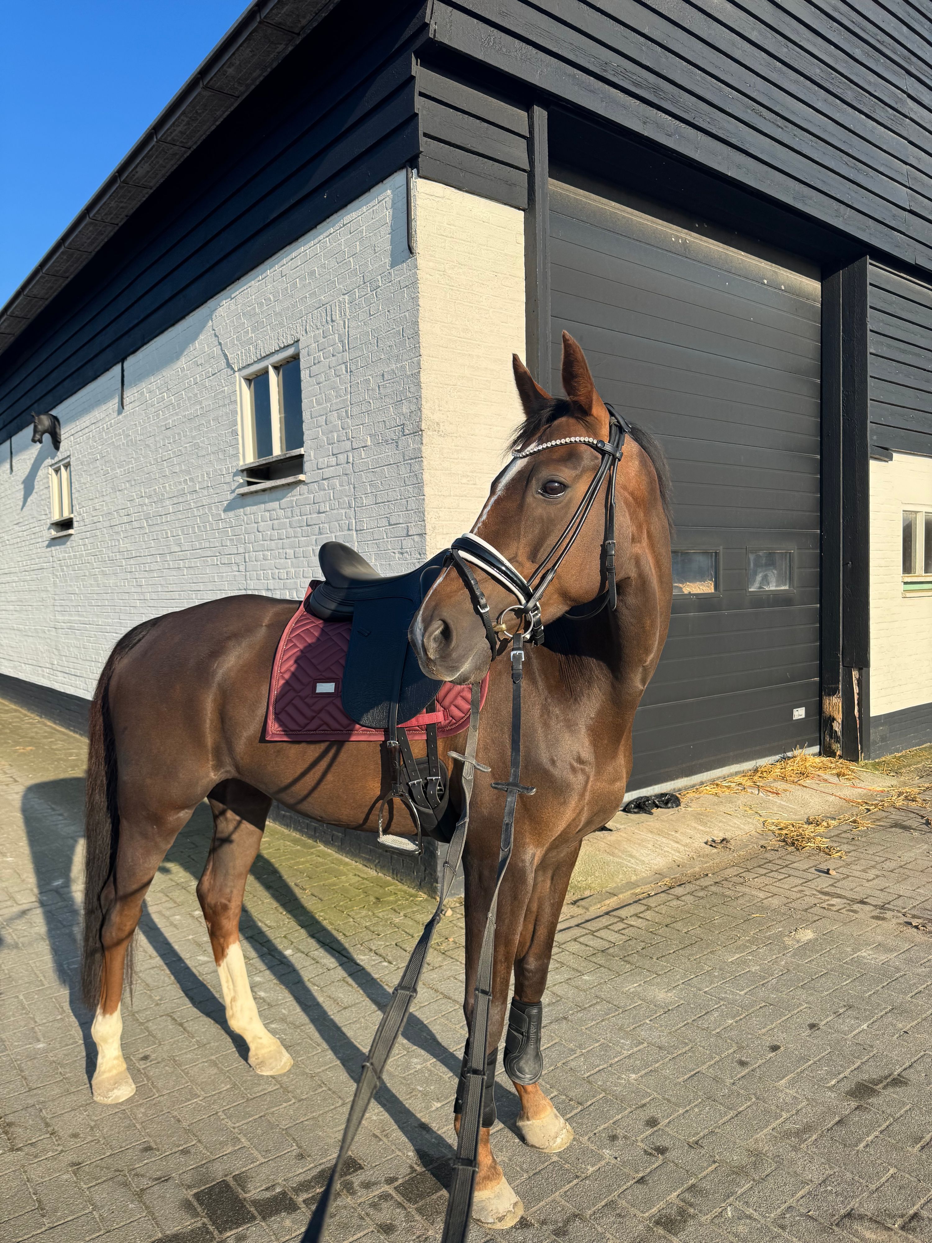 kwpn recreatie-paard merrie 14 years old vos for sale - Photo 3
