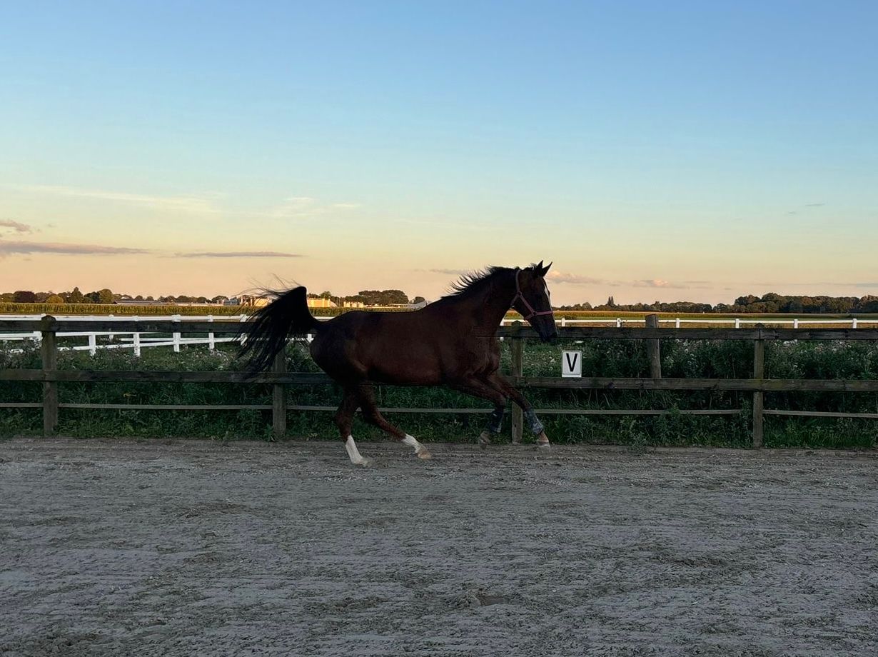 kwpn recreatie-paard merrie 14 years old vos for sale - Photo 2