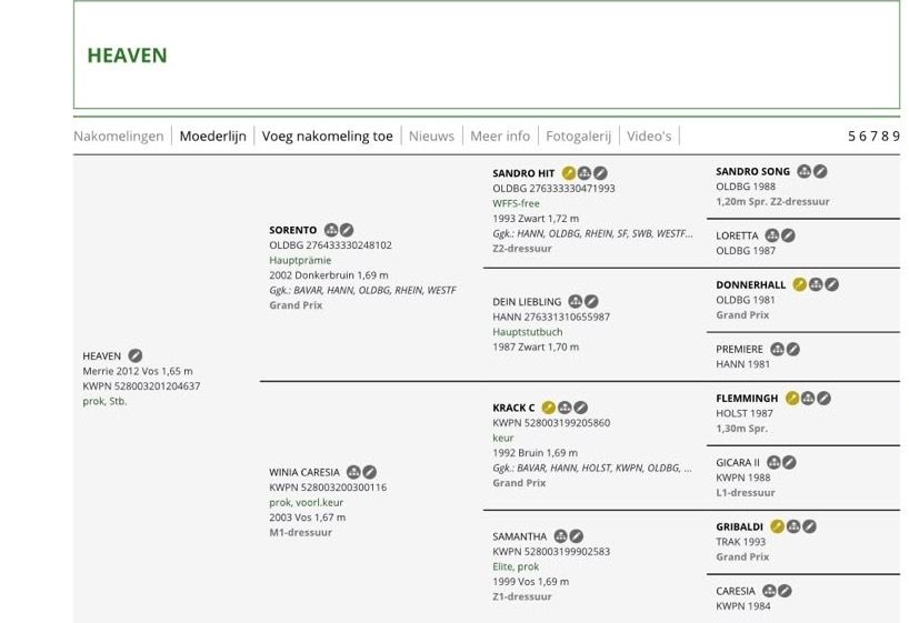 kwpn recreatie-paard merrie 14 years old vos for sale - Photo 4