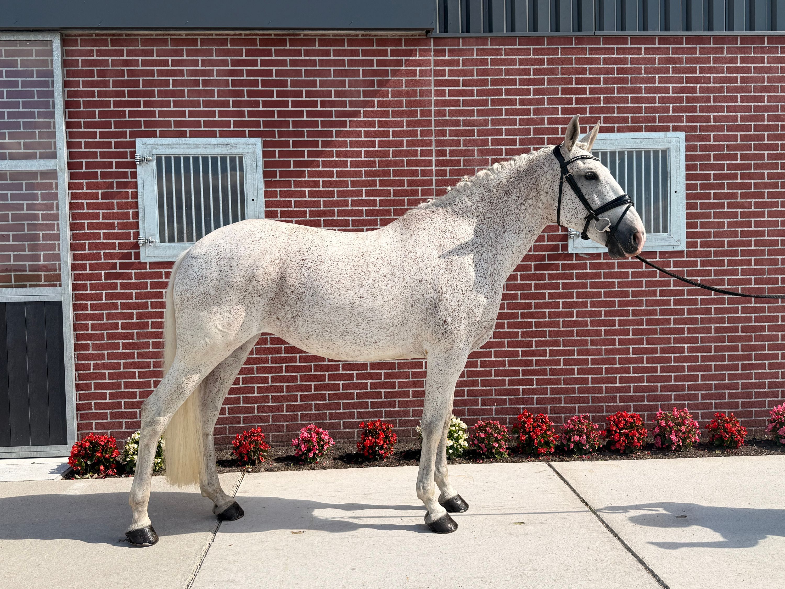 Fin Lusitano-hoppe