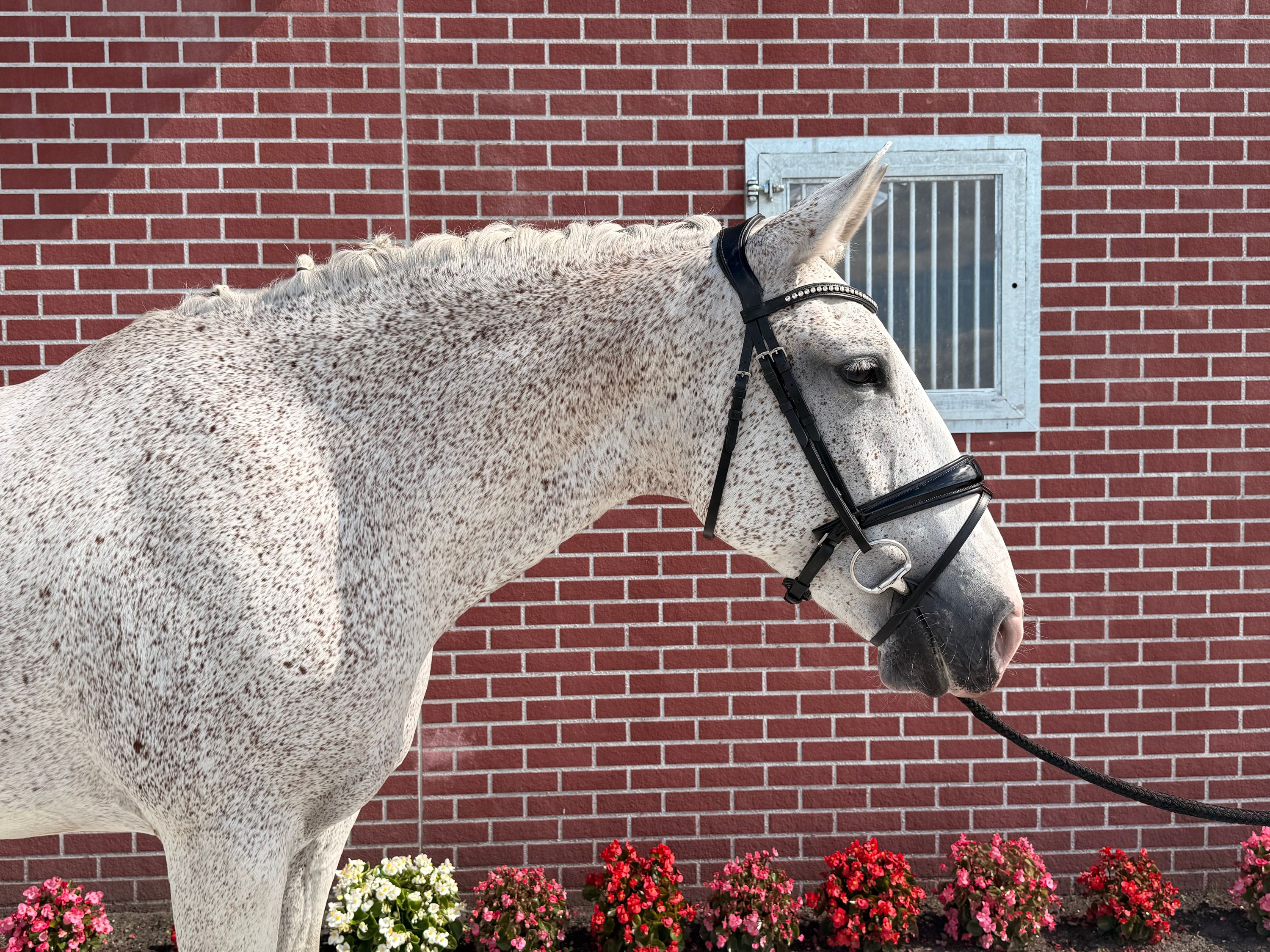 lusitano dressuurpaard merrie 13 år schimmel til salgs - Foto 3