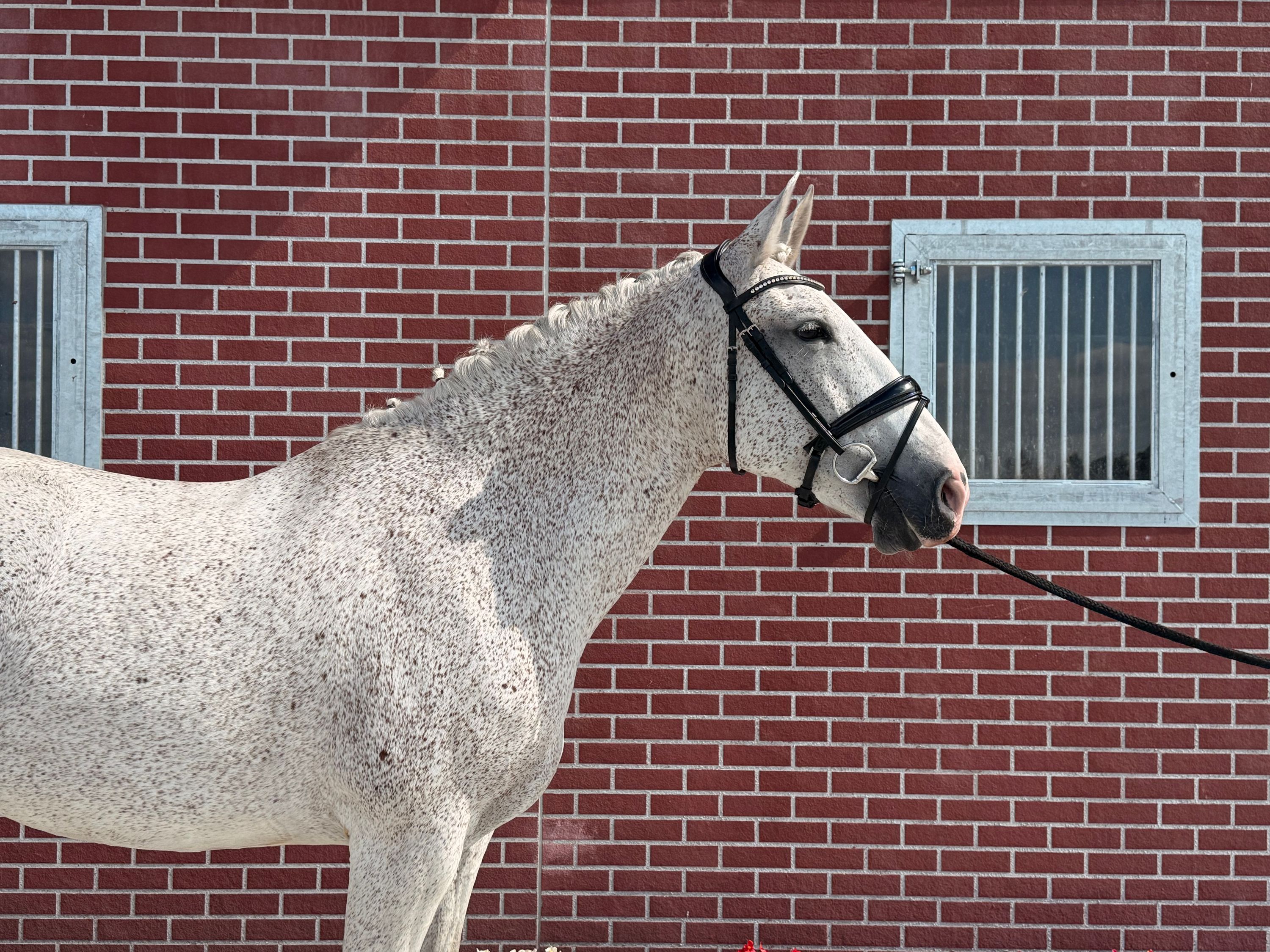 lusitano dressuurpaard merrie 13 år schimmel til salgs - Foto 2