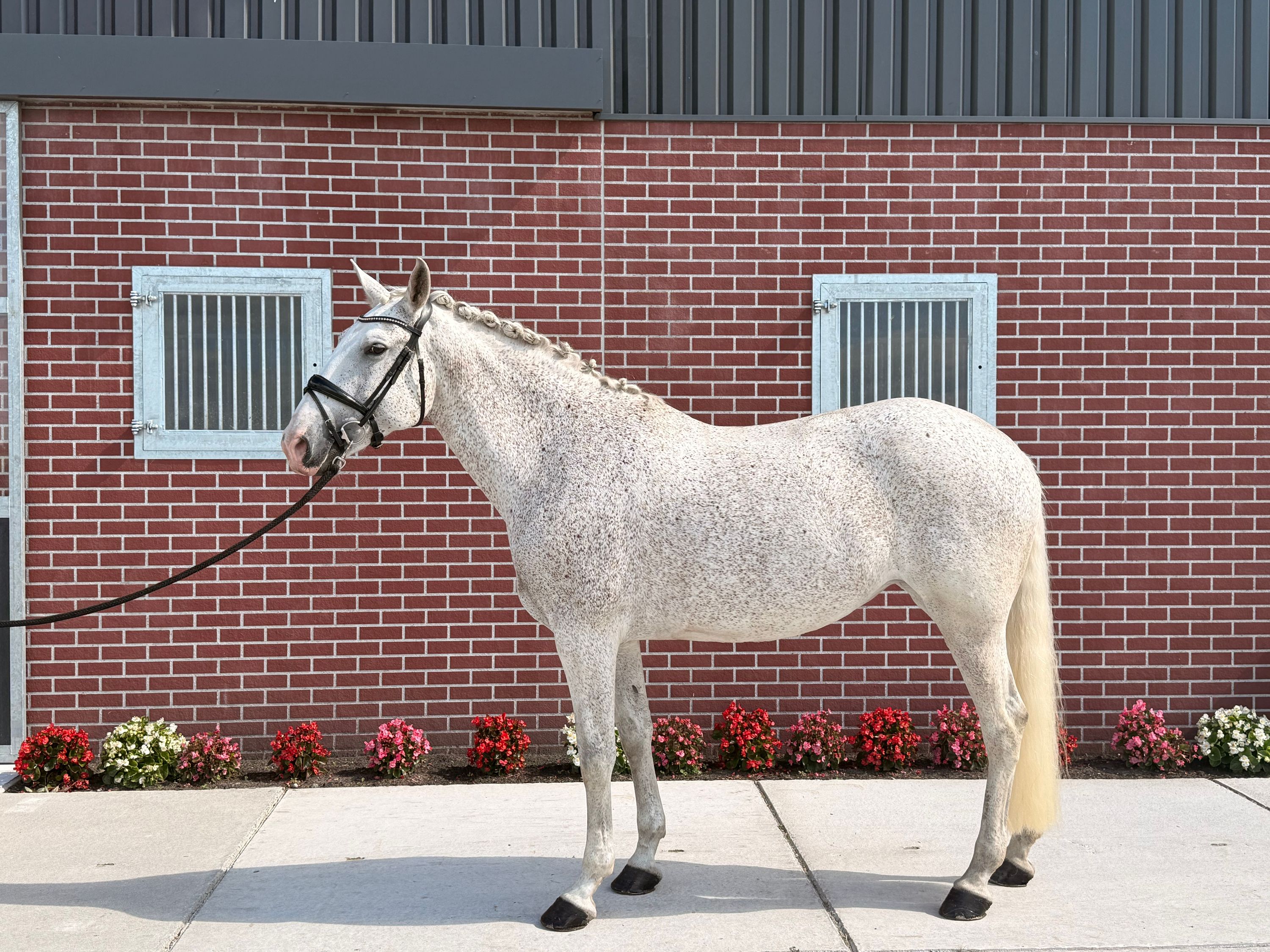 lusitano dressuurpaard merrie 13 år schimmel til salgs - Foto 4