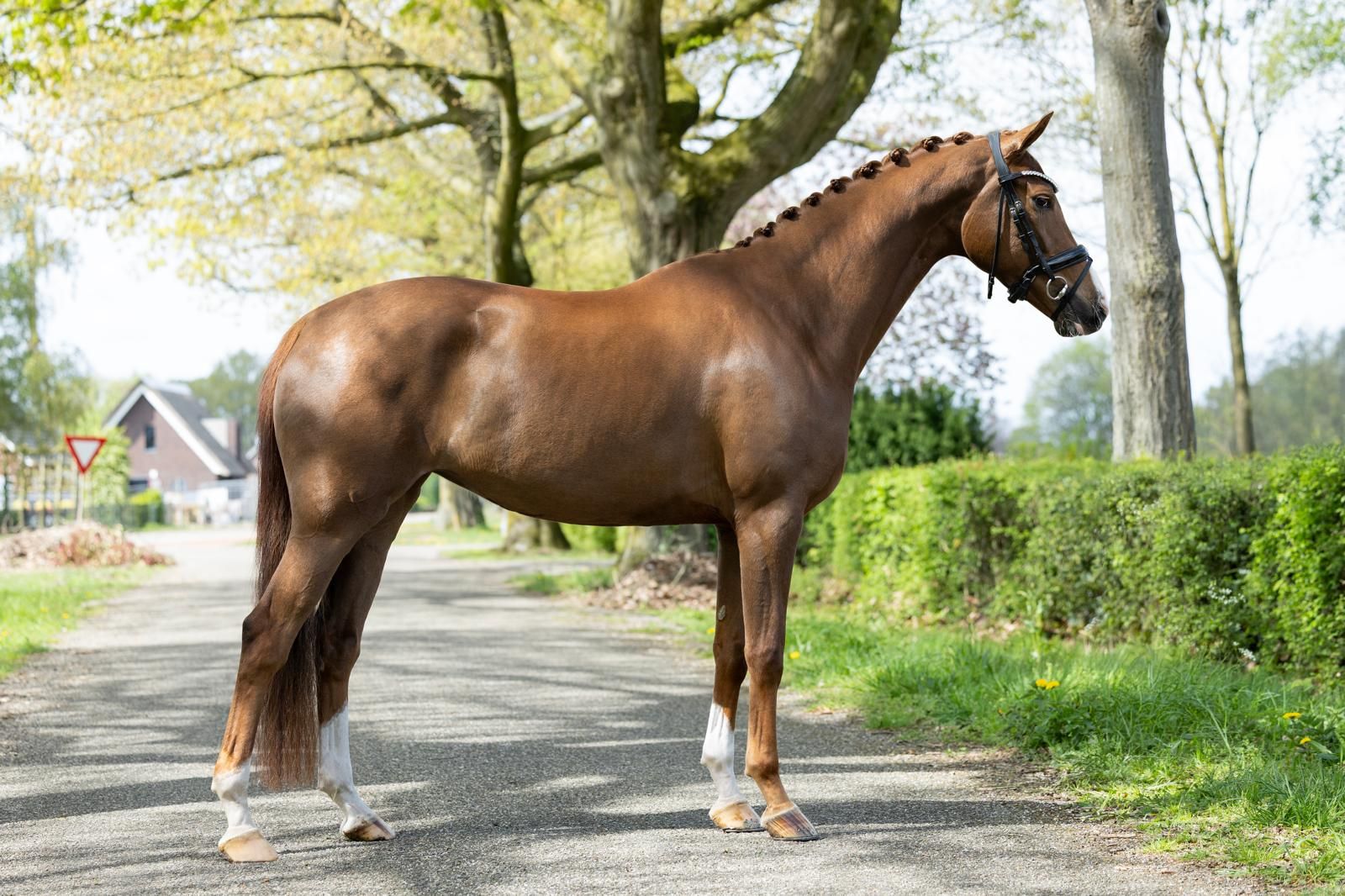Prachtige 4 jarige merrie Las vegas X Everdale