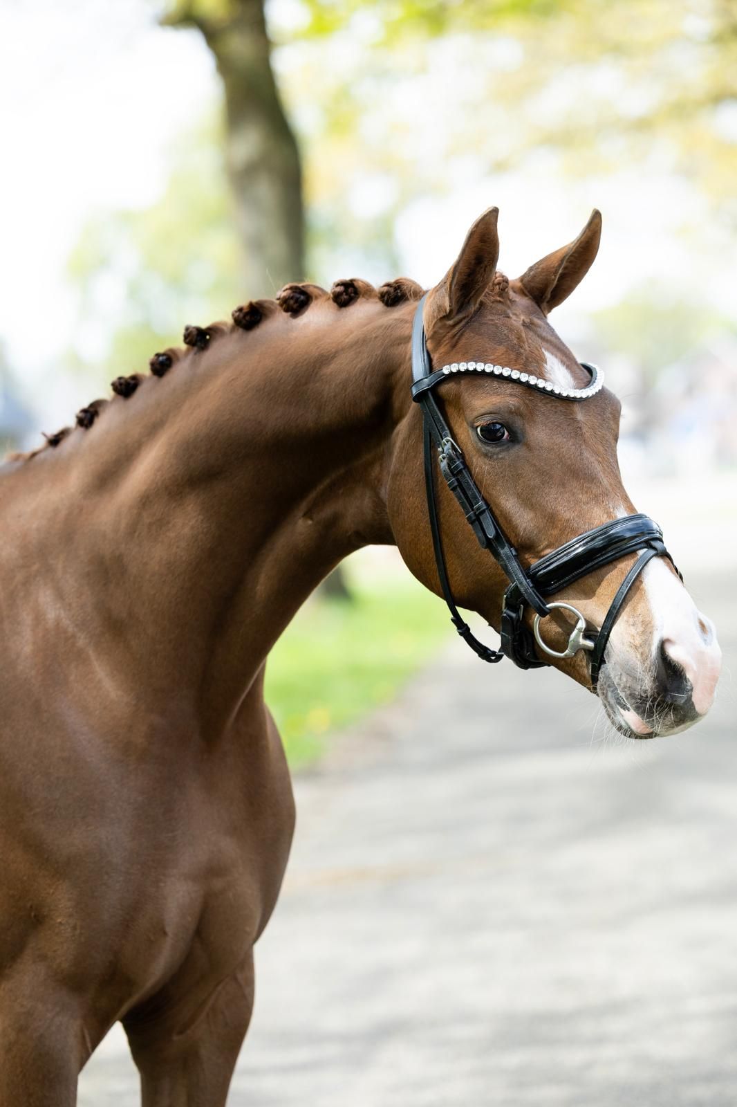 kwpn dressuurpaard 4 years old vos for sale - Photo 2