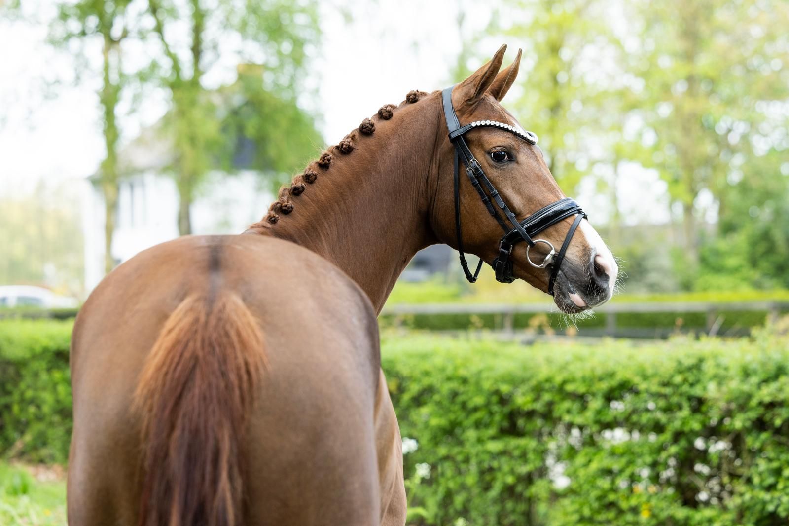 kwpn dressuurpaard 4 years old vos for sale - Photo 3