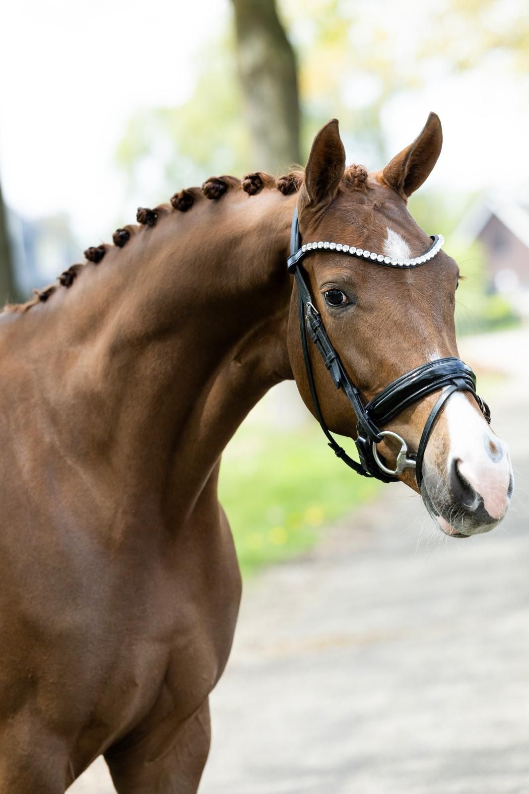 kwpn dressuurpaard 4 years old vos for sale - Photo 4