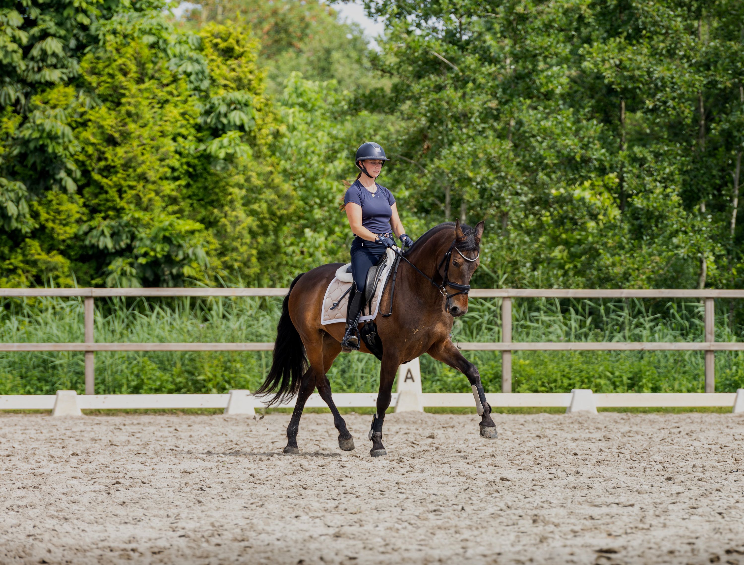 pre dressuurpaard ruin 8 years old donkerbruin for sale - Photo 2