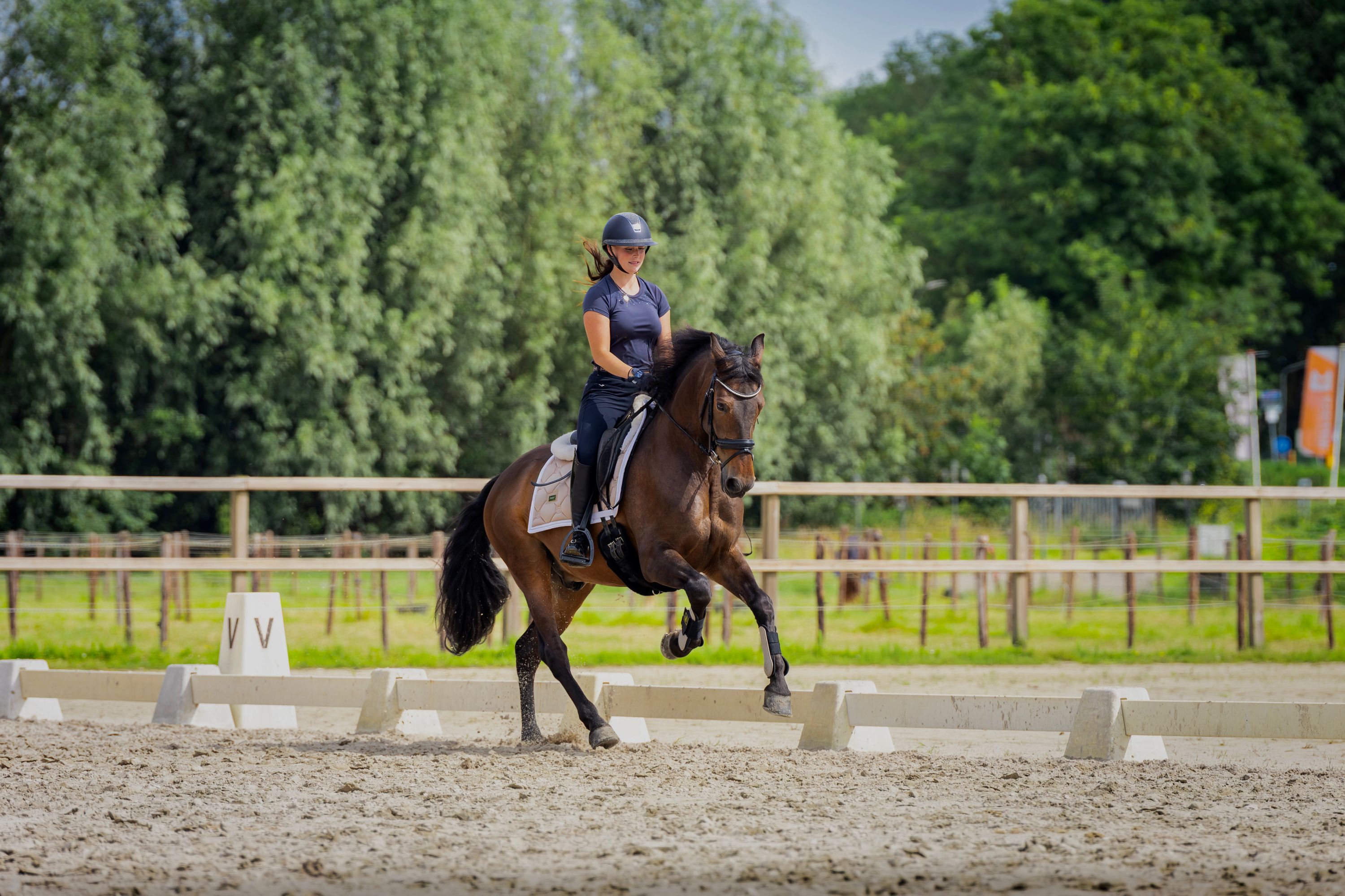 pre dressuurpaard ruin 8 years old donkerbruin for sale - Photo 3