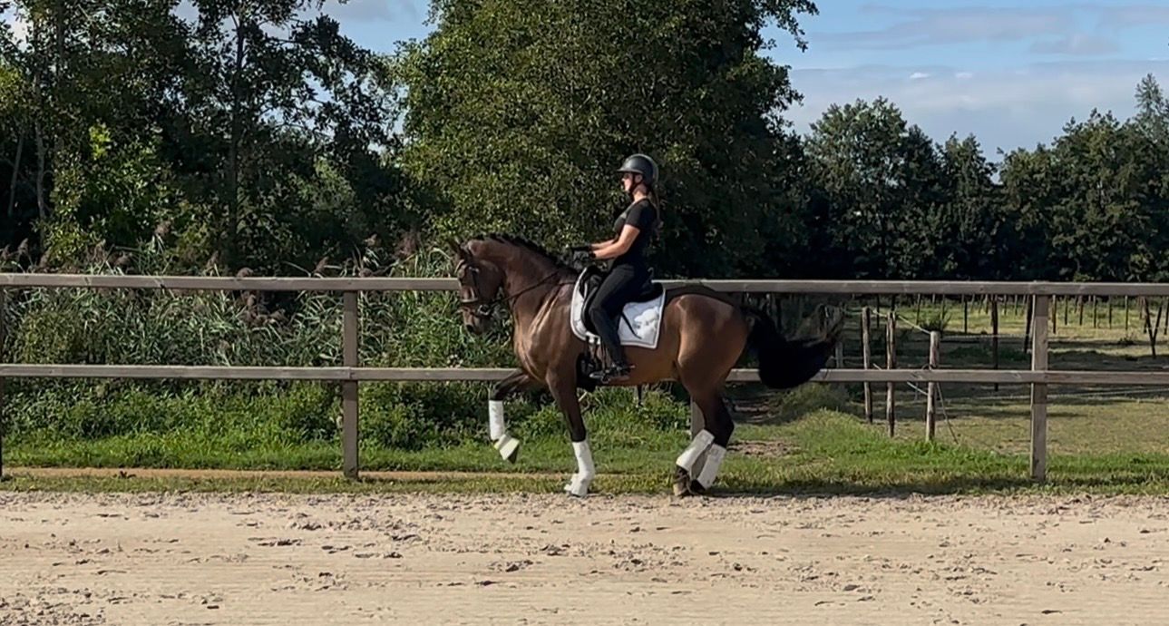 pre dressuurpaard ruin 8 years old donkerbruin for sale - Photo 4