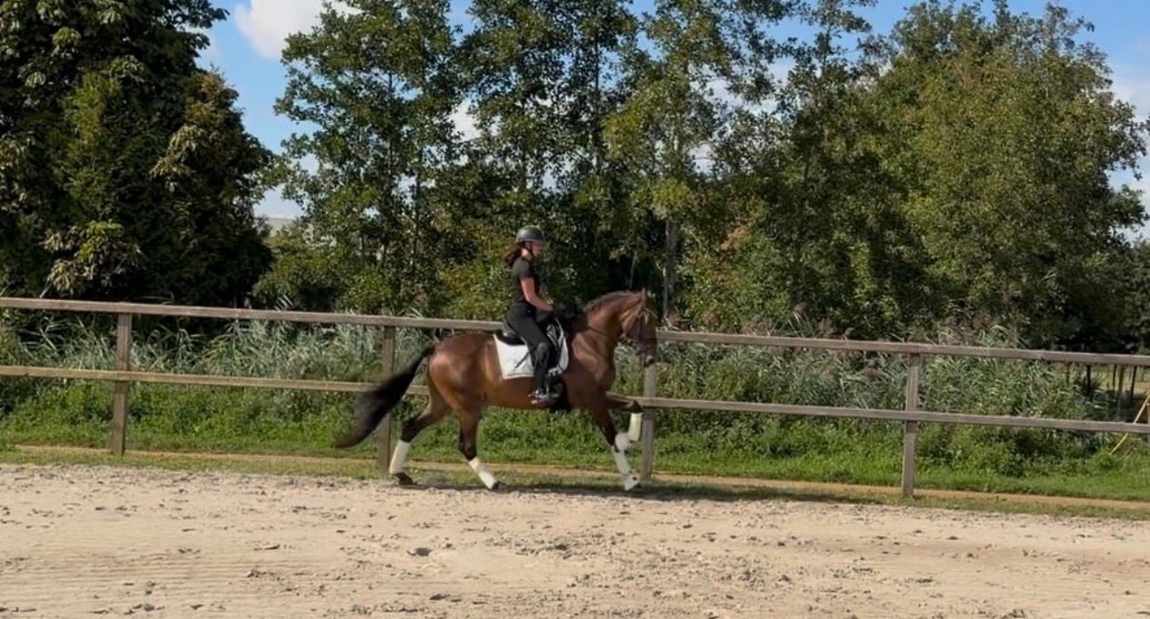 pre dressuurpaard ruin 8 years old donkerbruin for sale - Photo 5