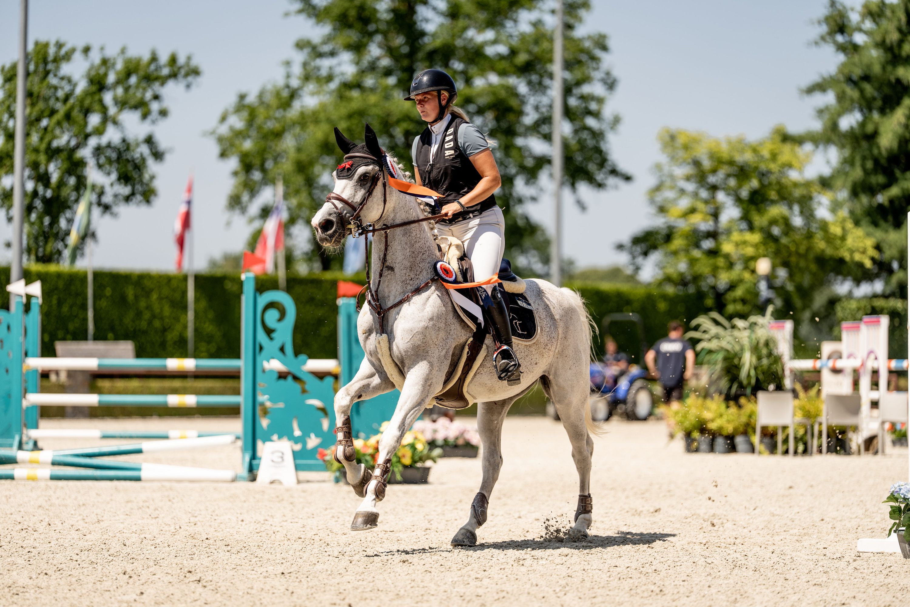 zangersheide springpaard merrie 11 years old schimmel for sale - Photo 4