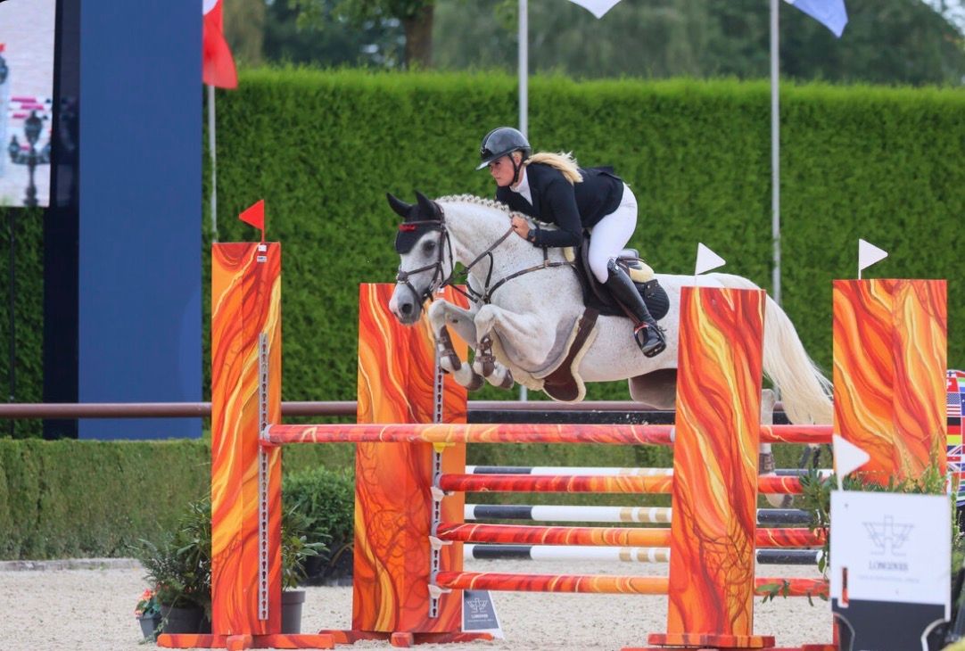 zangersheide springpaard merrie 11 years old schimmel for sale - Photo 6