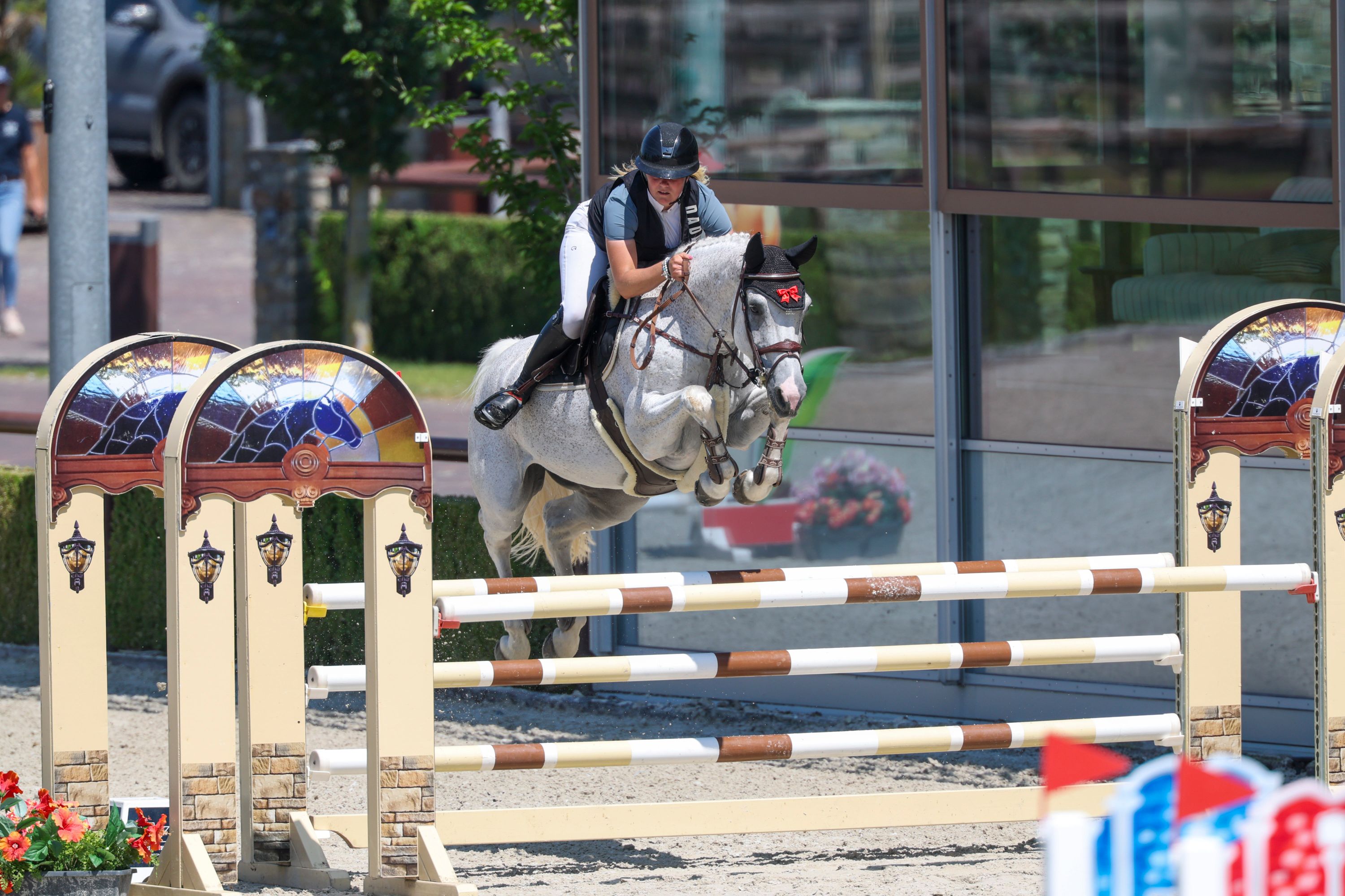 zangersheide springpaard merrie 11 years old schimmel for sale - Photo 5