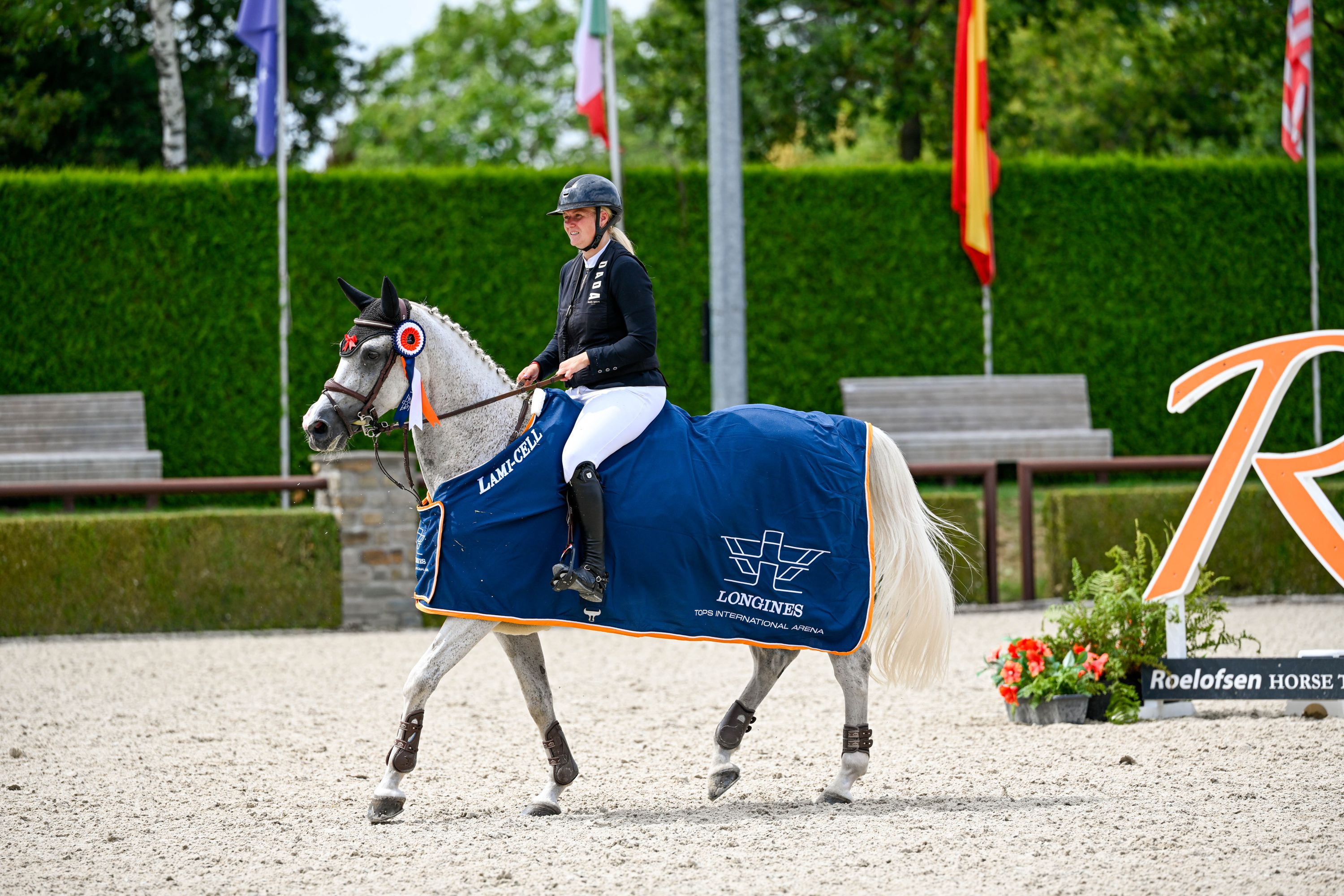 zangersheide springpaard merrie 11 years old schimmel for sale - Photo 3