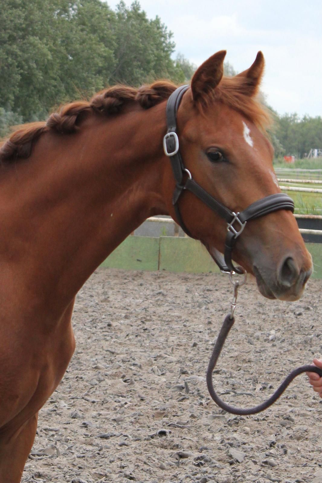 kwpn dressuurpaard merrie 1 years old vos for sale - Photo 2