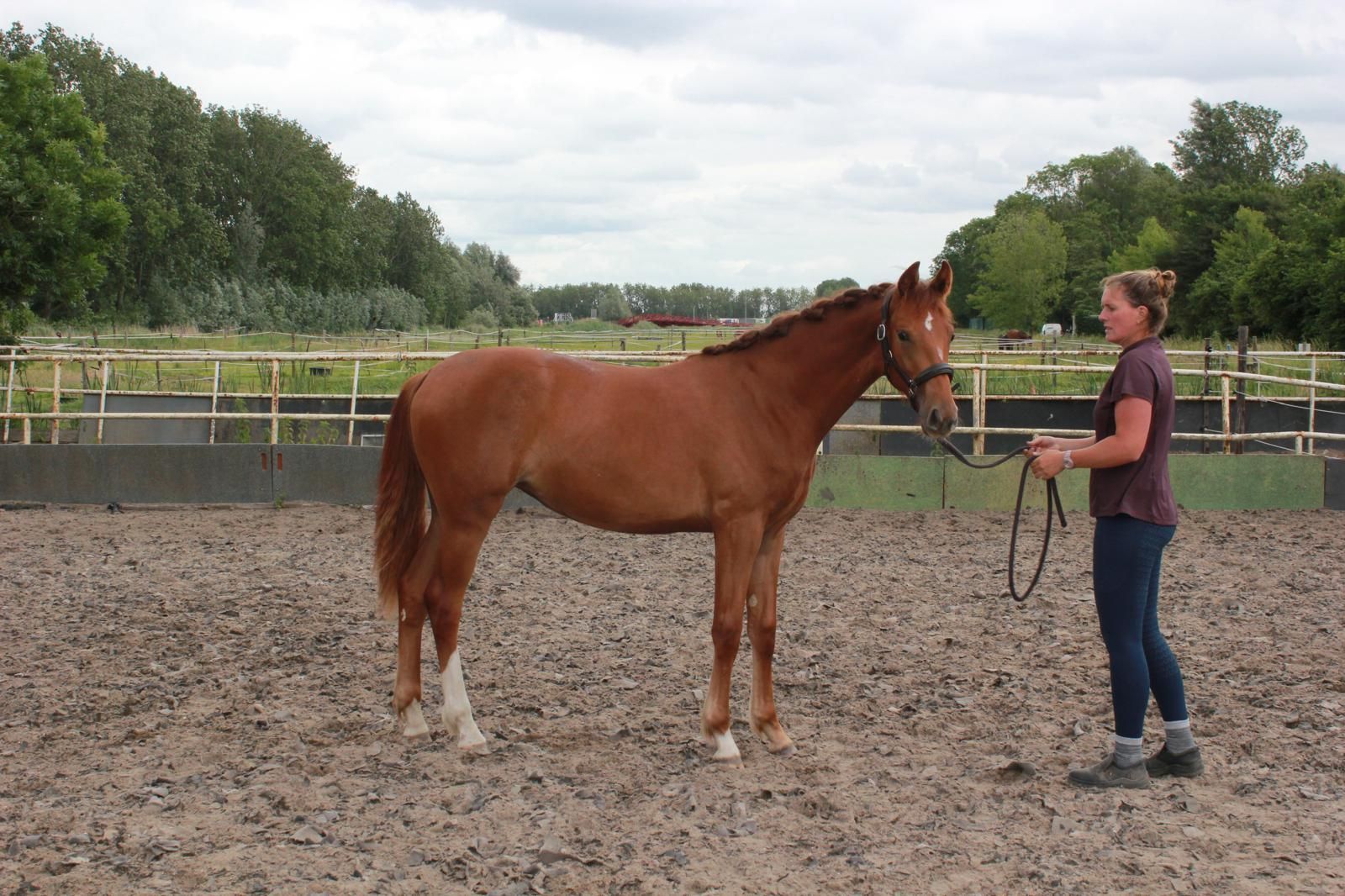 kwpn dressuurpaard merrie 1 years old vos for sale - Photo 6