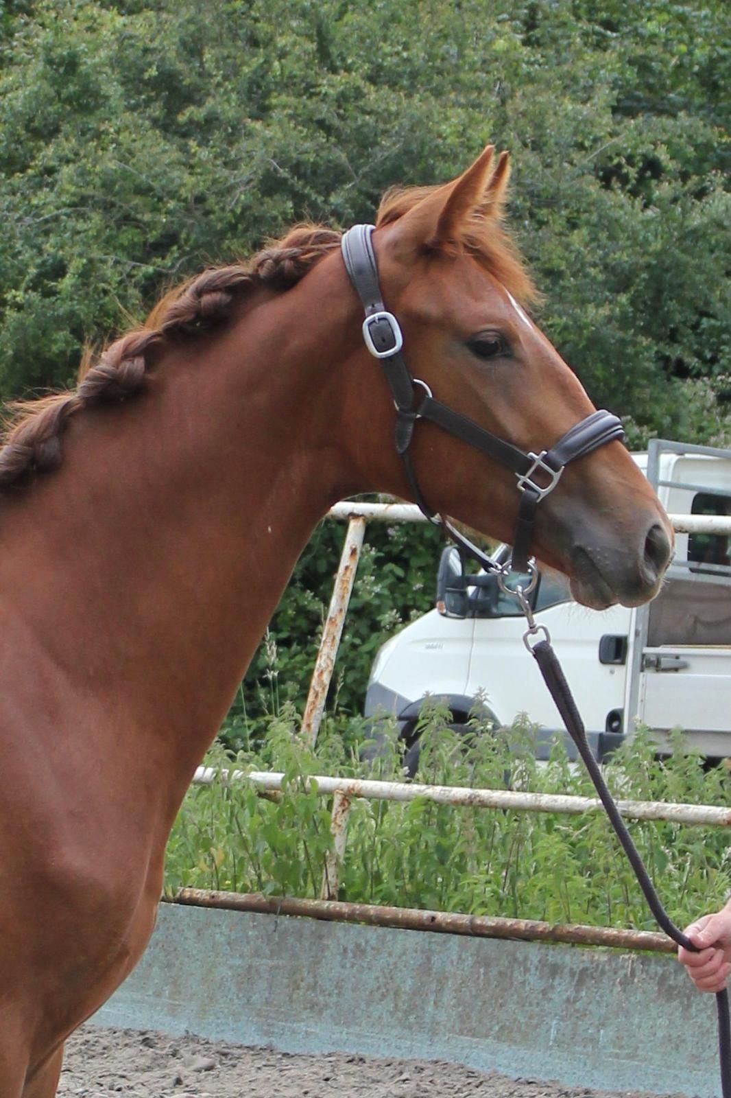 kwpn dressuurpaard merrie 1 years old vos for sale - Photo 5