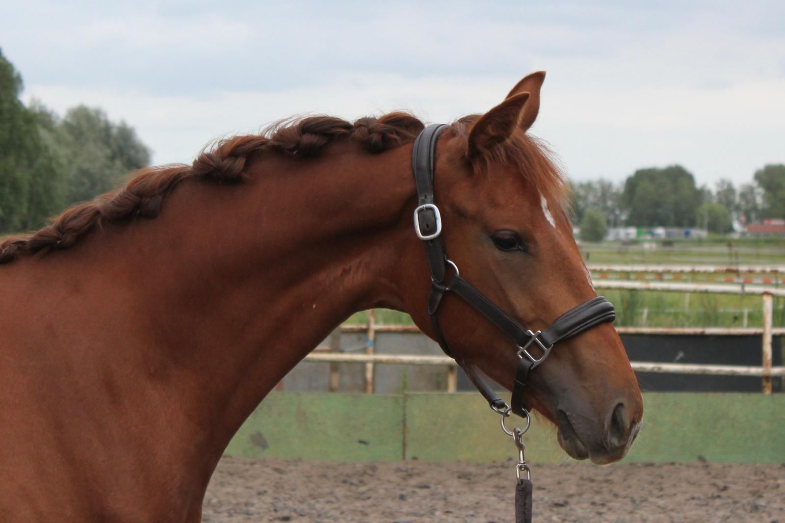 kwpn dressuurpaard merrie 1 years old vos for sale - Photo 4