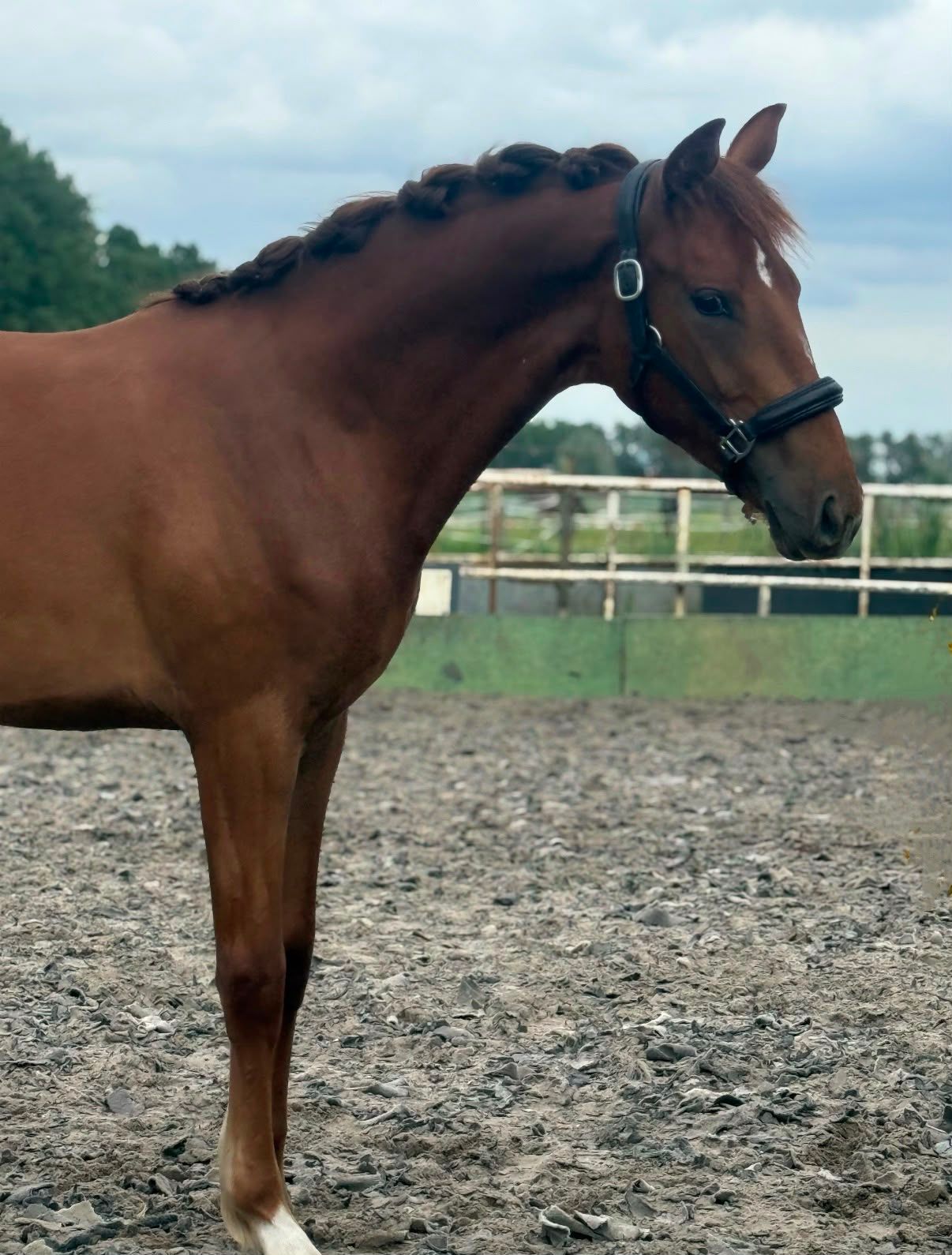 kwpn dressuurpaard merrie 1 years old vos for sale - Photo 3