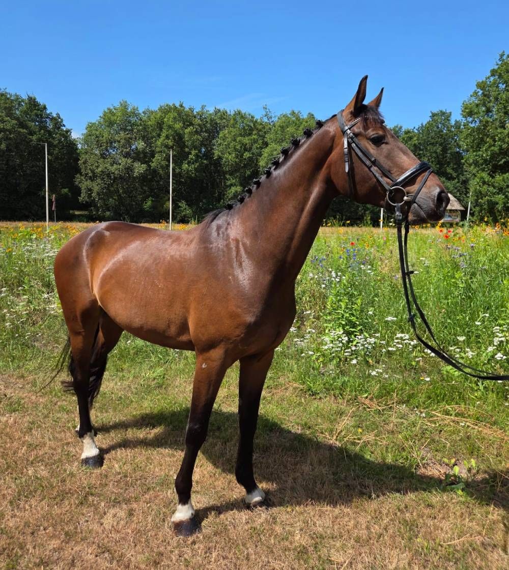 kwpn dressuurpaard ruin 4 years old bruin for sale - Photo 3