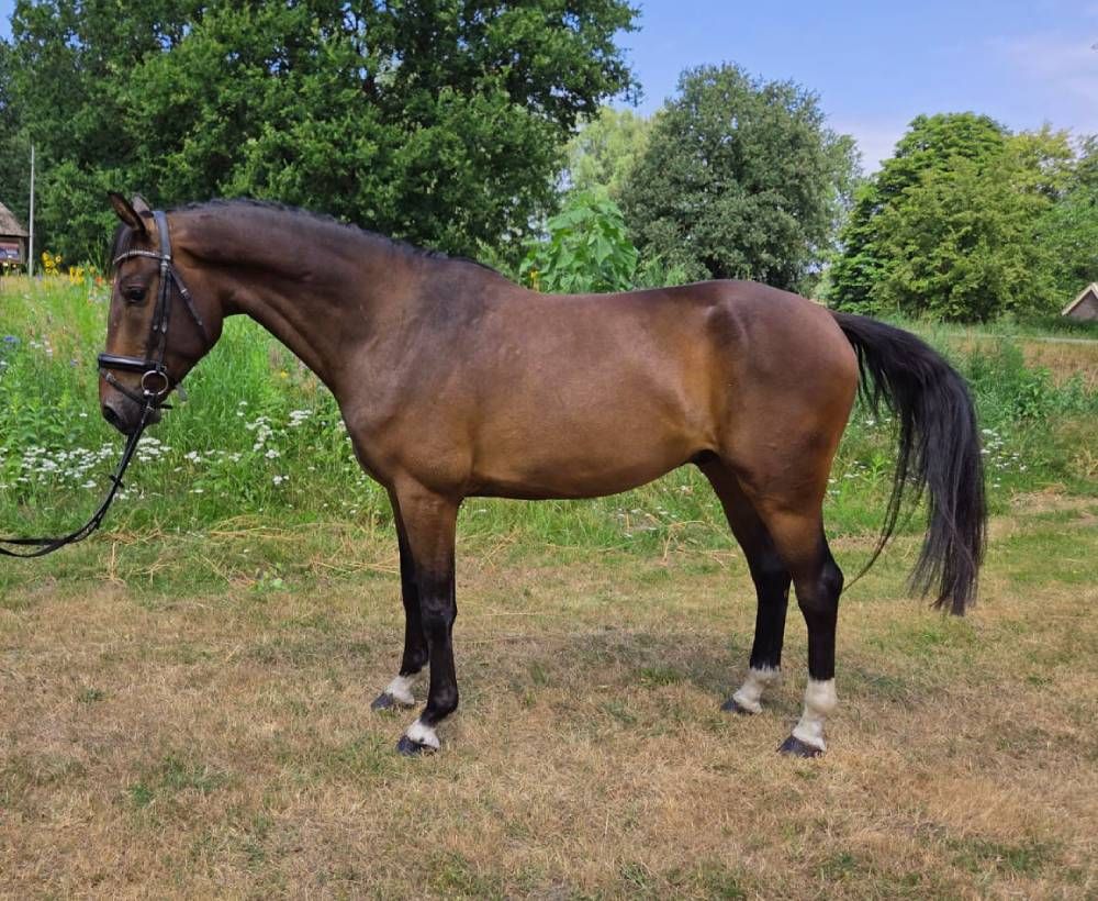kwpn dressuurpaard ruin 4 years old bruin for sale - Photo 4