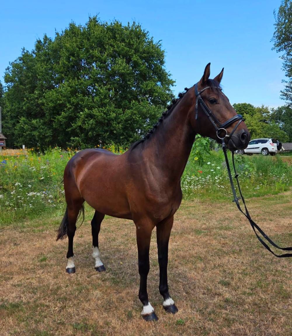 Bonito Nacho X Quality de 4 años
