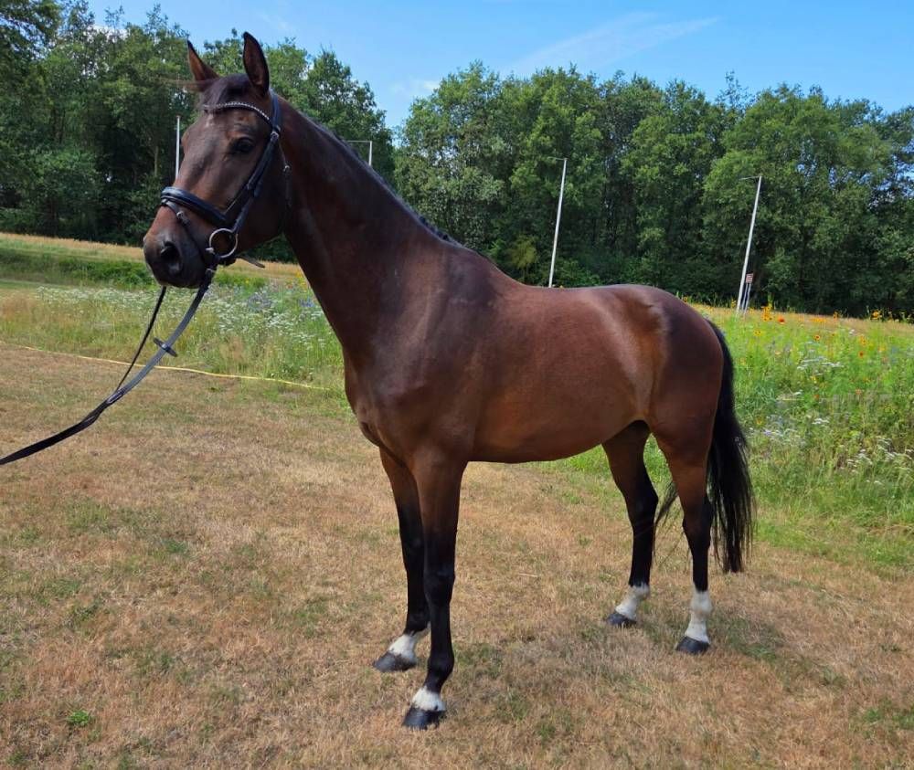kwpn dressuurpaard ruin 4 years old bruin for sale - Photo 2