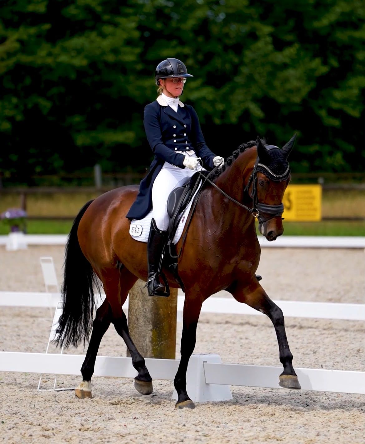 nrps dressuurpaard merrie 10 years old bruin for sale - Photo 6