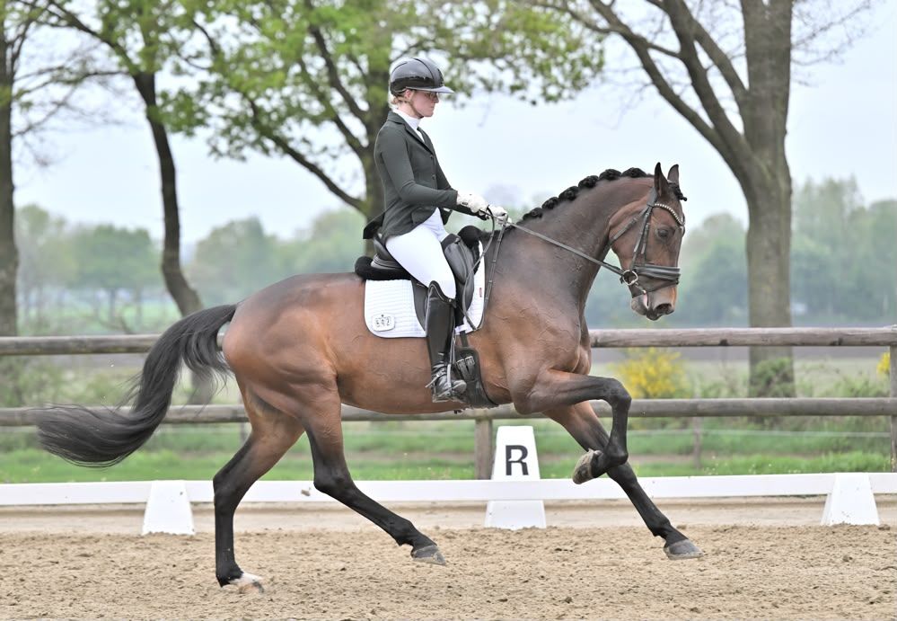 nrps dressuurpaard merrie 10 years old bruin for sale - Photo 3