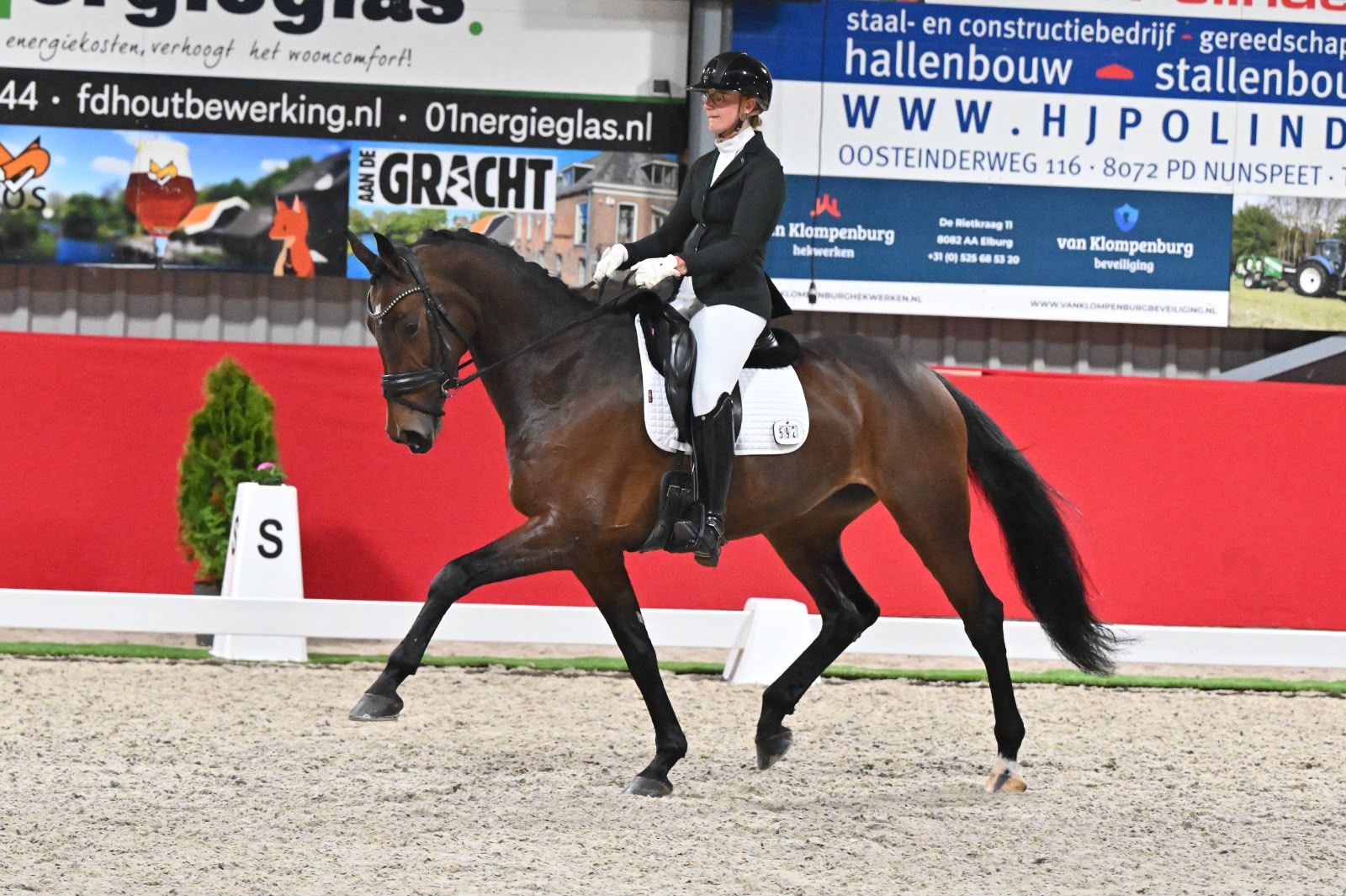 nrps dressuurpaard merrie 10 years old bruin for sale - Photo 4