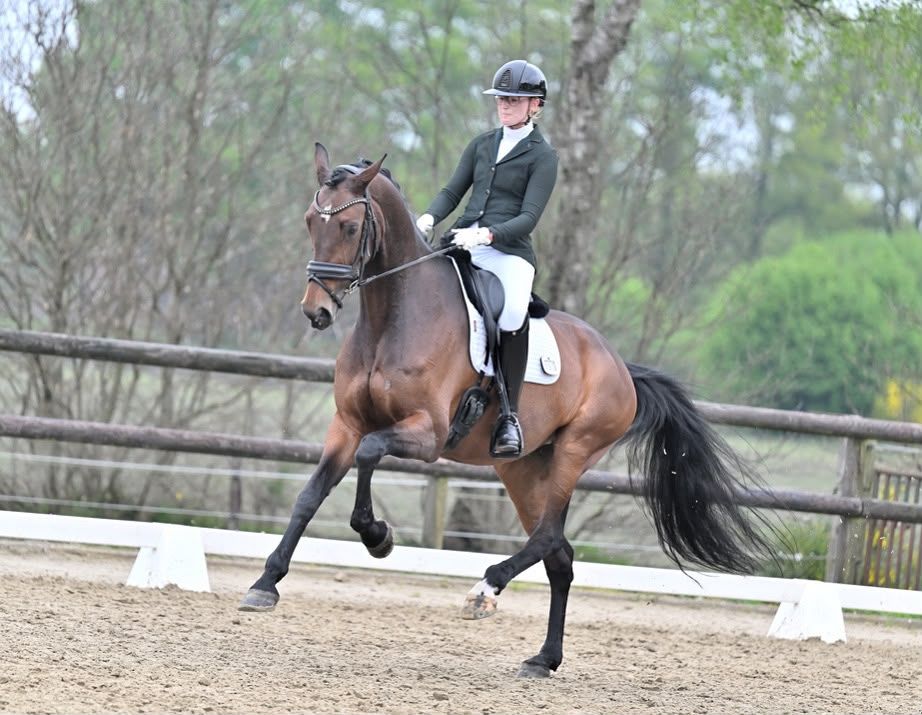 nrps dressuurpaard merrie 10 years old bruin for sale - Photo 2