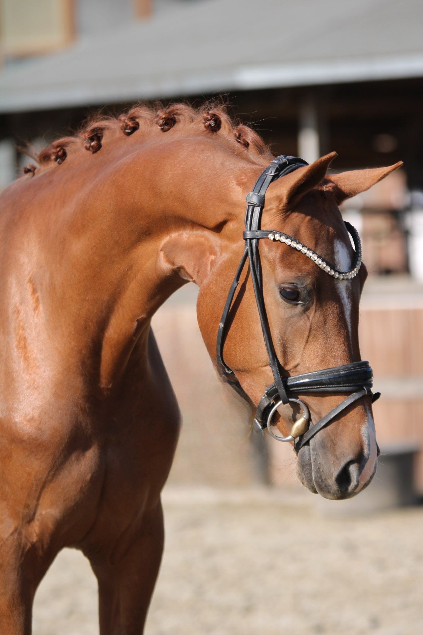Professionelle Pferdevermarktung – LA Dressage Horses