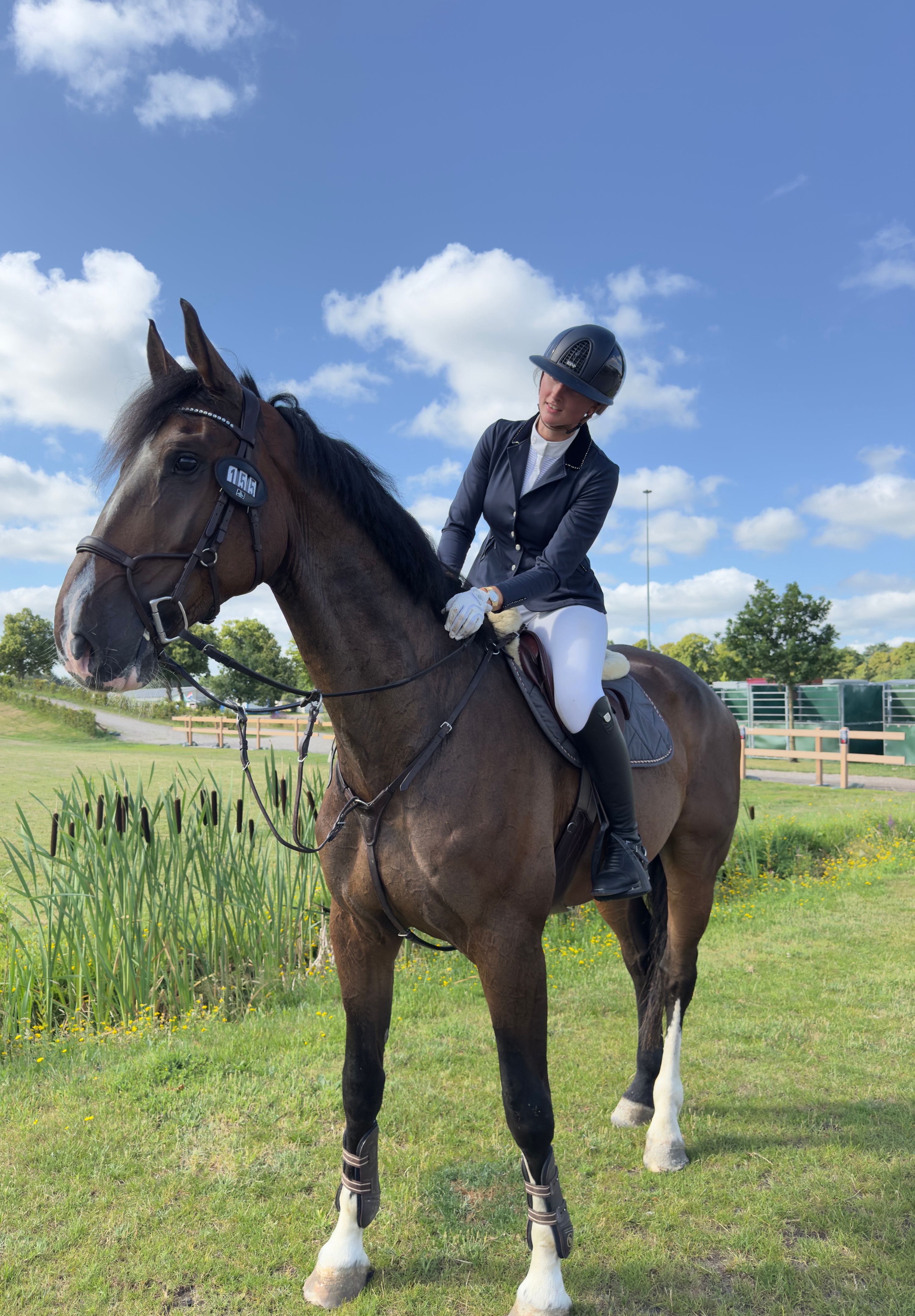 KWPN springpaard ruin 8 years old donkerbruin for sale - Photo 2
