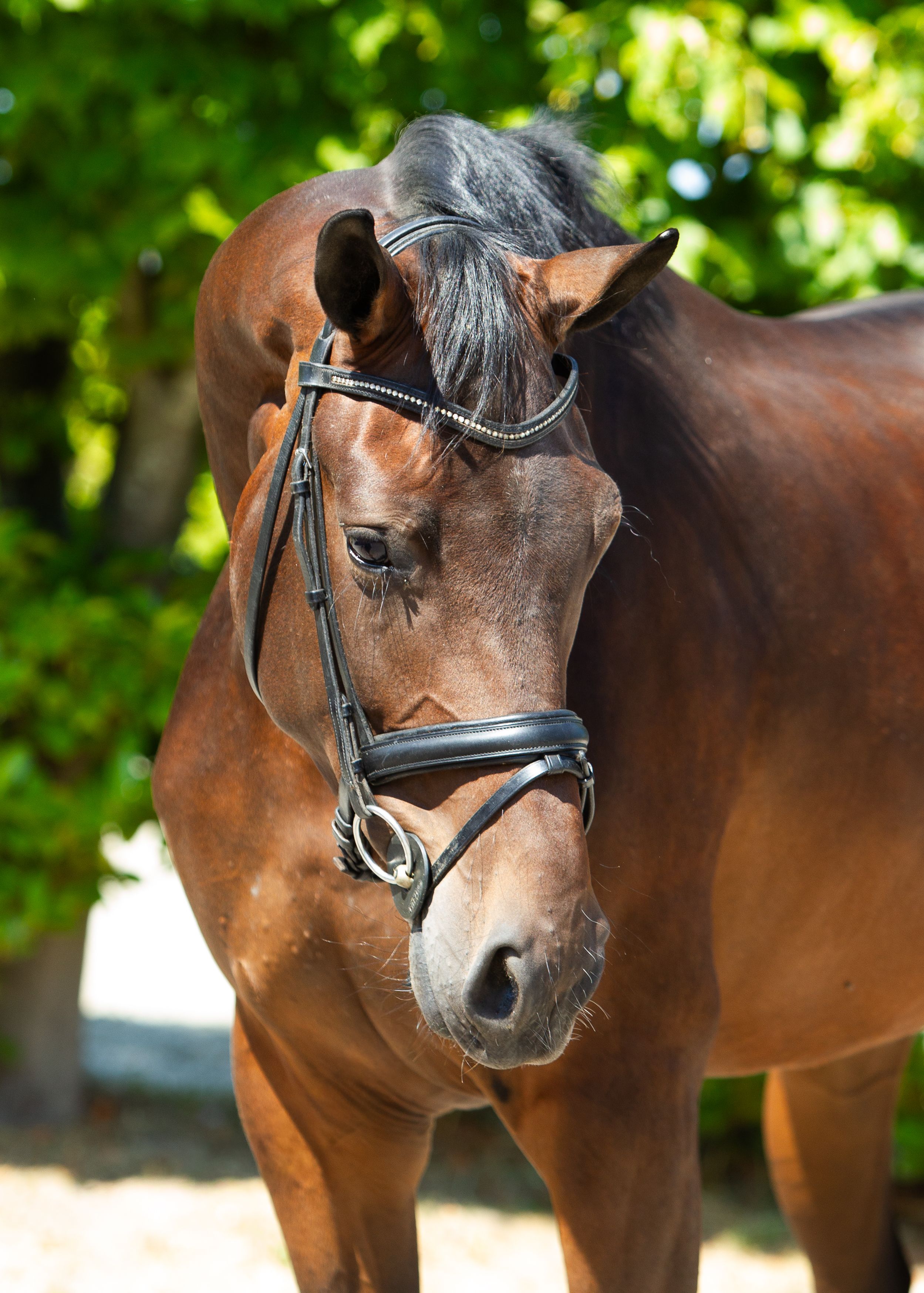 dressage mare by Merlot VDL