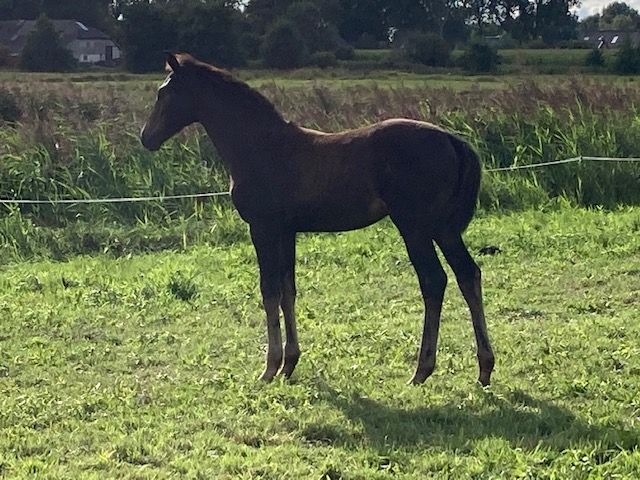 kwpn dressuurpaard merrie donkerbruin till salu - Foto 2
