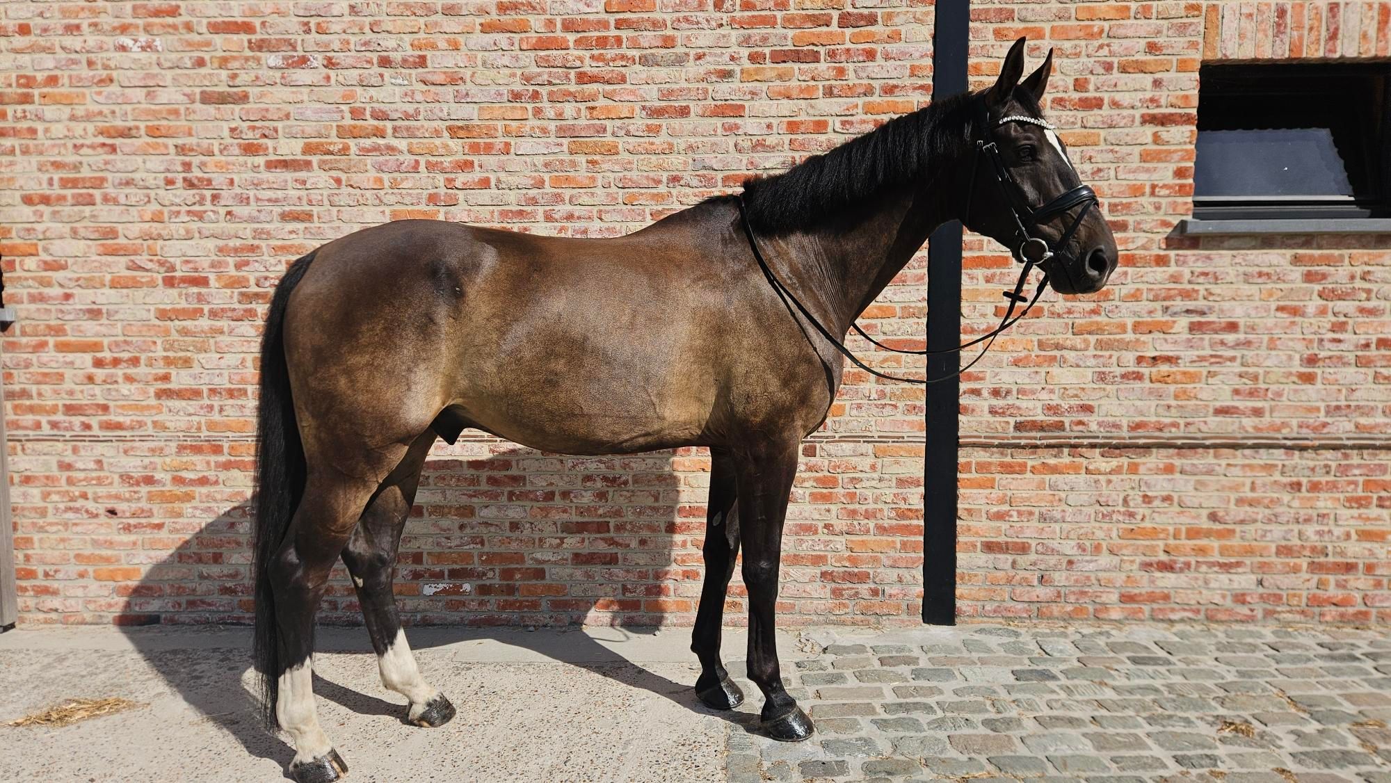Ervaren ruin zoekt nieuwe 5⭐ thuis