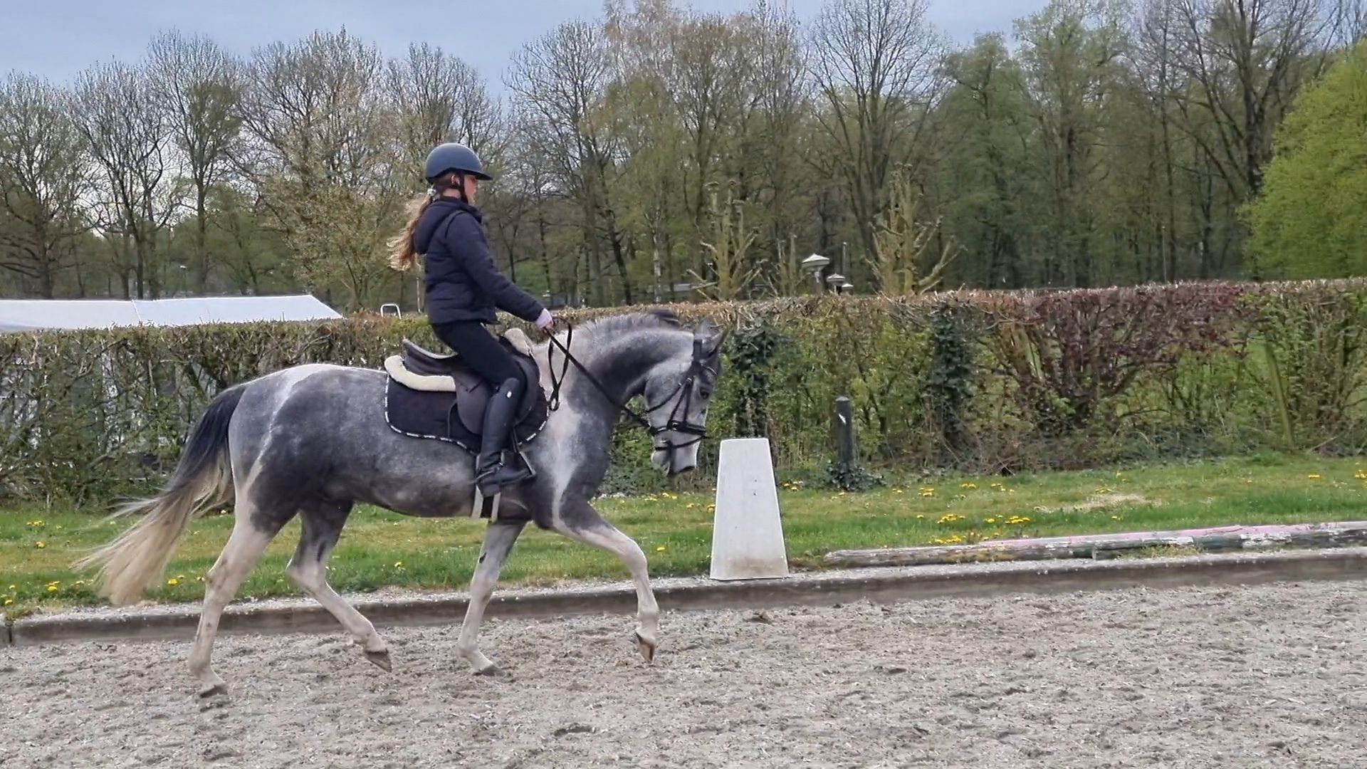 hunting-pony ruin 5 år andere-kleur till salu - Foto 4