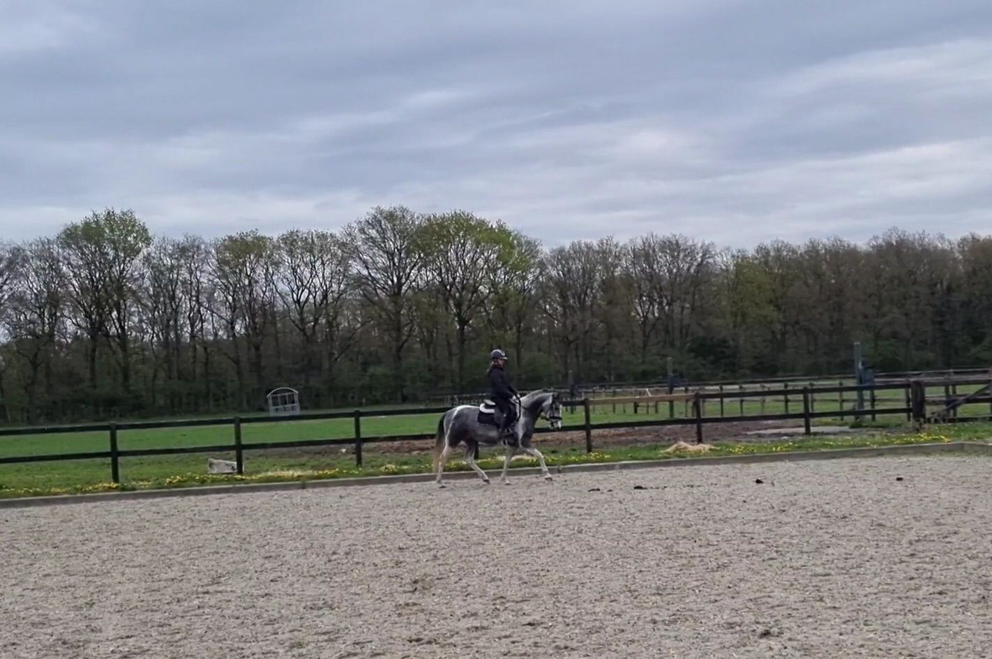 hunting-pony ruin 5 år andere-kleur till salu - Foto 3