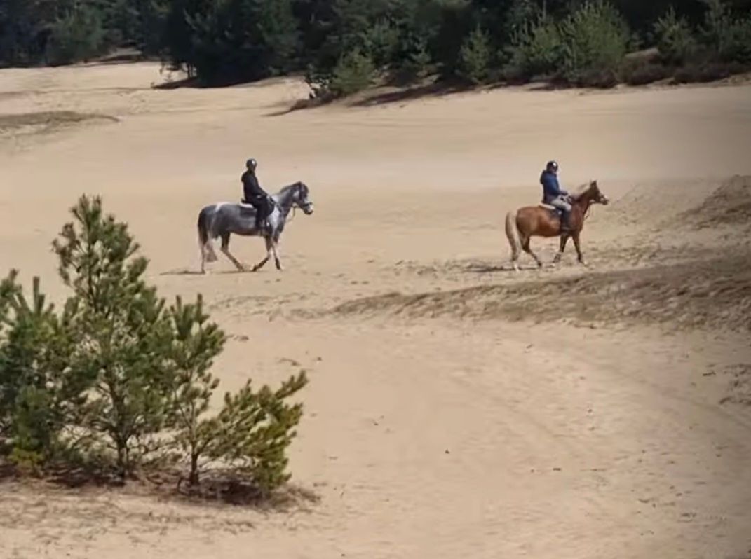 hunting-pony ruin 5 år andere-kleur till salu - Foto 2