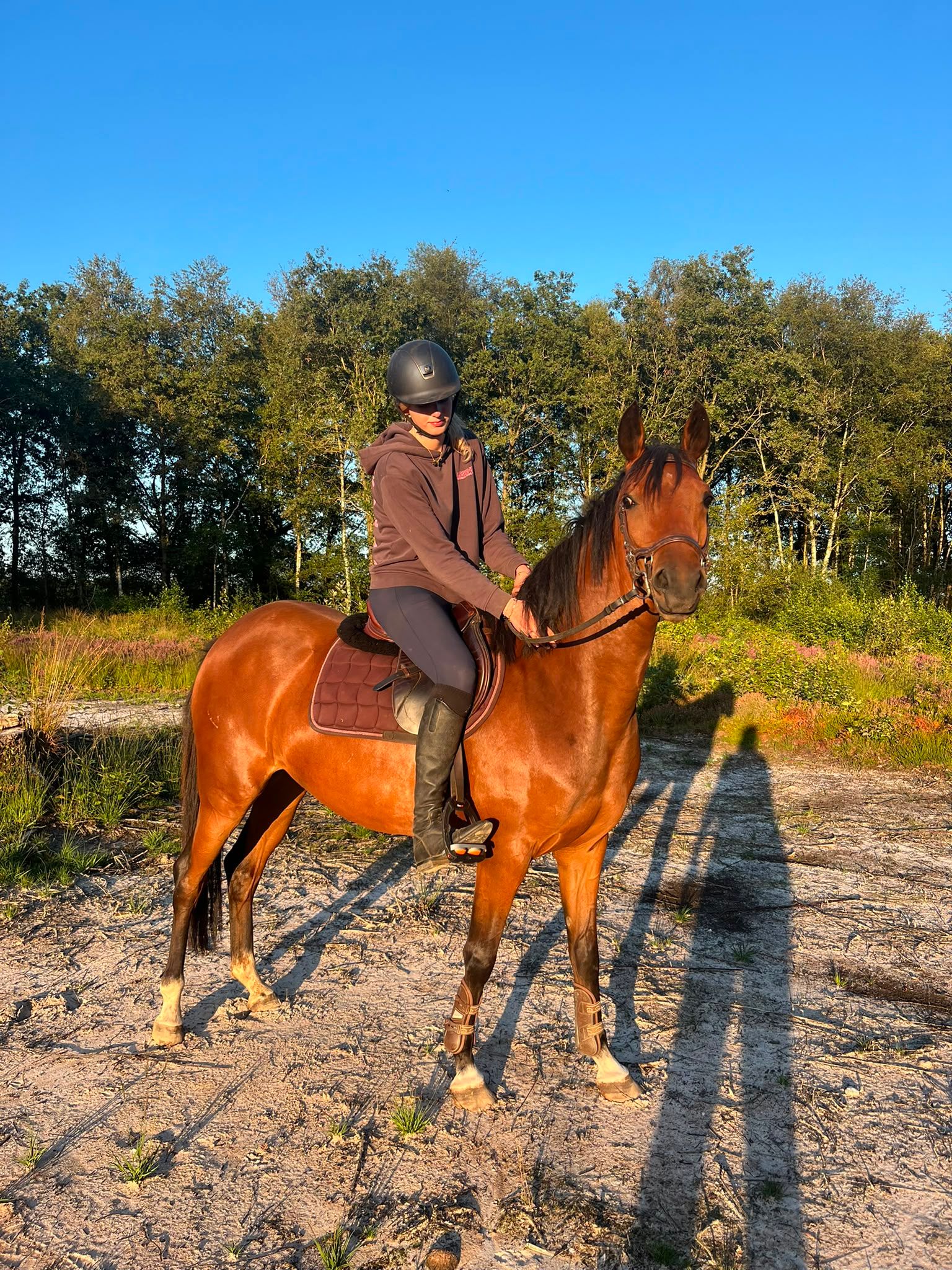 welsh allround-pony merrie 3 años bruin en venta - Foto 5