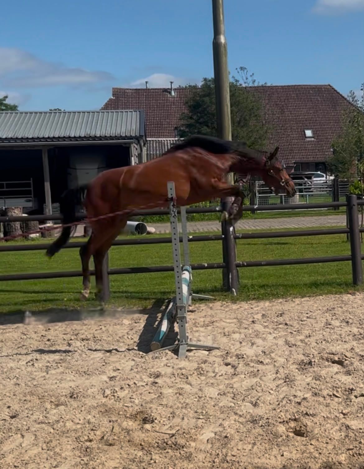 welsh allround-pony merrie 3 años bruin en venta - Foto 6