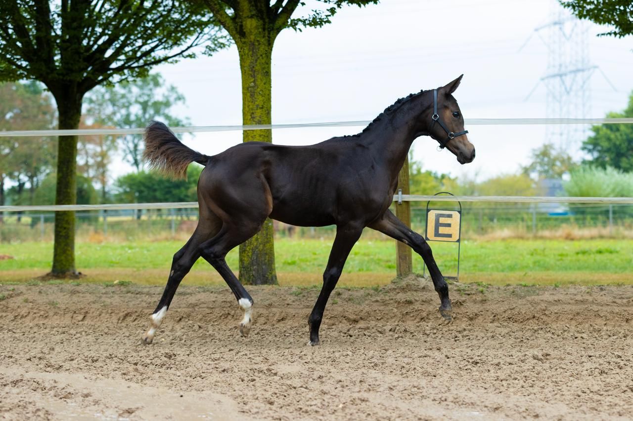 Knap merrieveulen van Royal Dynamic én 8-jarige Elite merrie Icognito x Ampere
