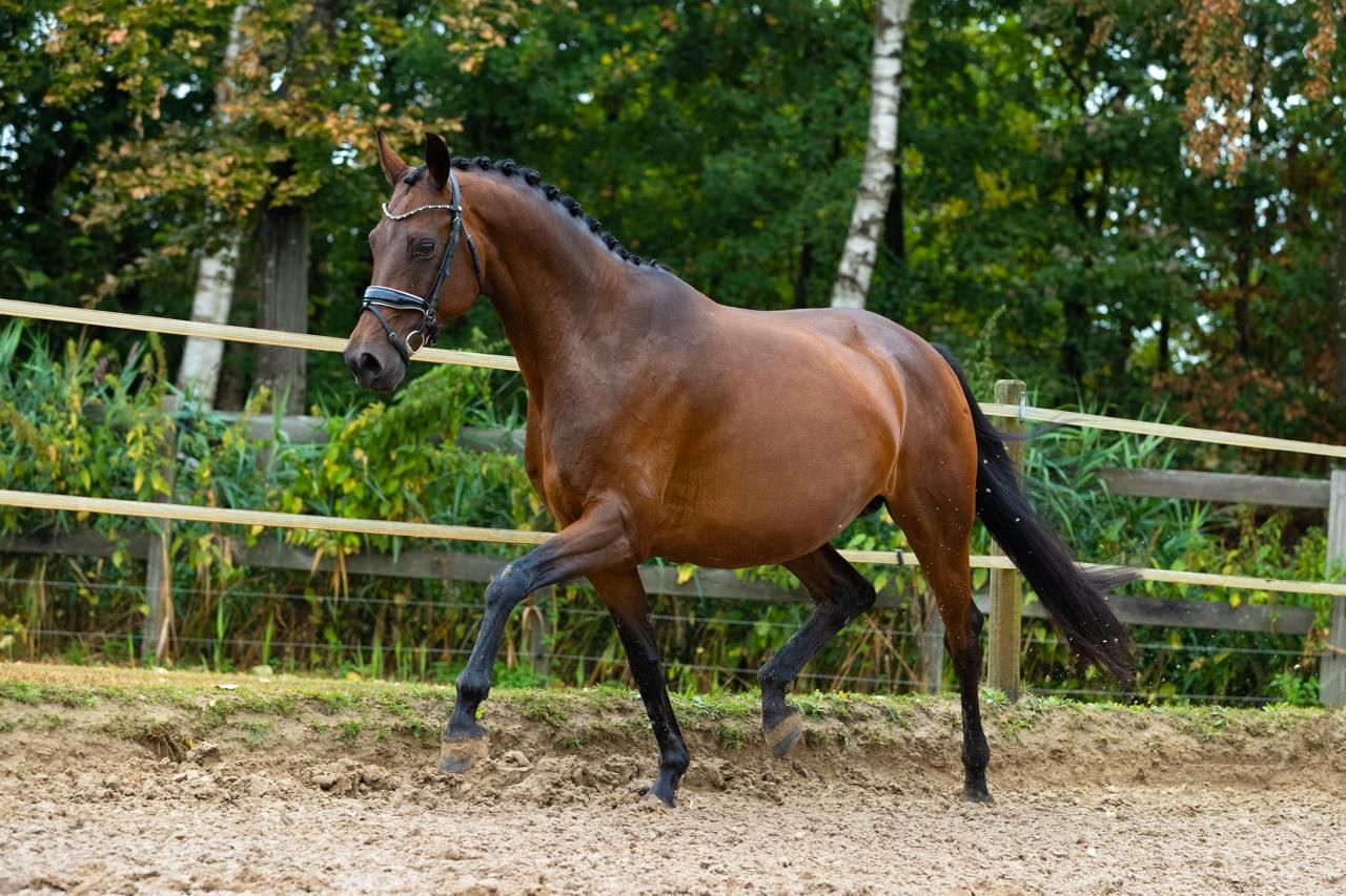 kwpn dressuurpaard merrie 0 år donkerbruin till salu - Foto 6